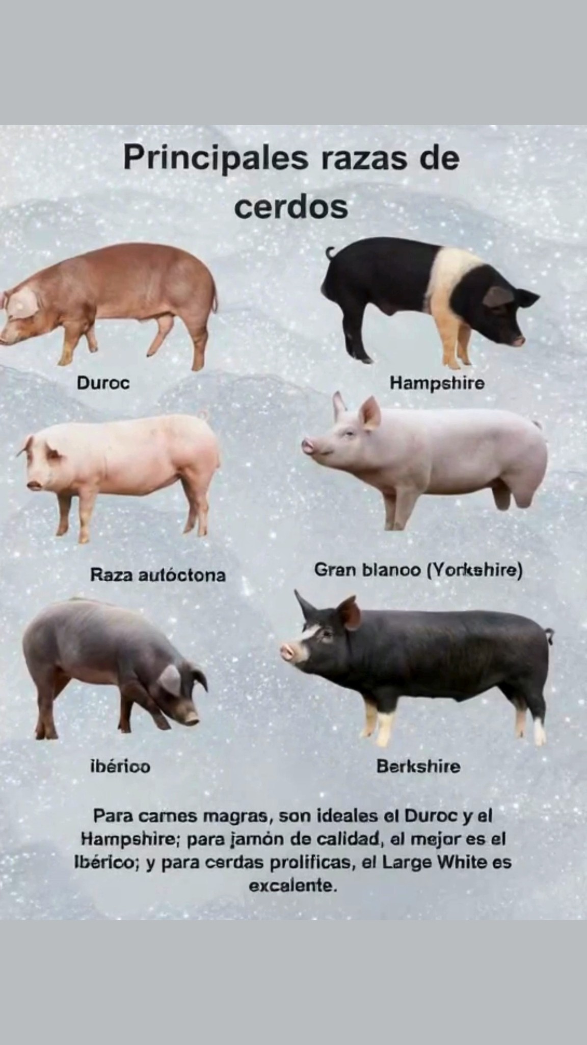 Duroc
 Carne magra de excelente calidad
 Buen crecimiento y conversión alimenticia
 Resistente y adaptable a distintos sistemas de producción

 Hampshire
 Carne magra baja en grasa
 Crecimiento rápido y alta eficiencia alimentaria
 Rústico y resistente a enfermedades

 Landrace
 Muy prolífica, ideal para reproducción
 Gran capacidad lechera para la cría de lechones
 Carne de alta calidad

 Gran Blanco Yorkshire
 Destaca por prolificidad y tamaño de camada
 Adaptable a diversos sistemas de producción
 Buena conformación y rápido crecimiento

 Ibérico
 Ideal para jamón de alta calidad
 Alimentado con bellotas en sistema de montanera
 Carne marmoleada de sabor intenso

 Berkshire
 Carne con excelente marmoleado y sabor
 Buena conversión alimenticia
 Criado en sistemas especializados para calidad superior