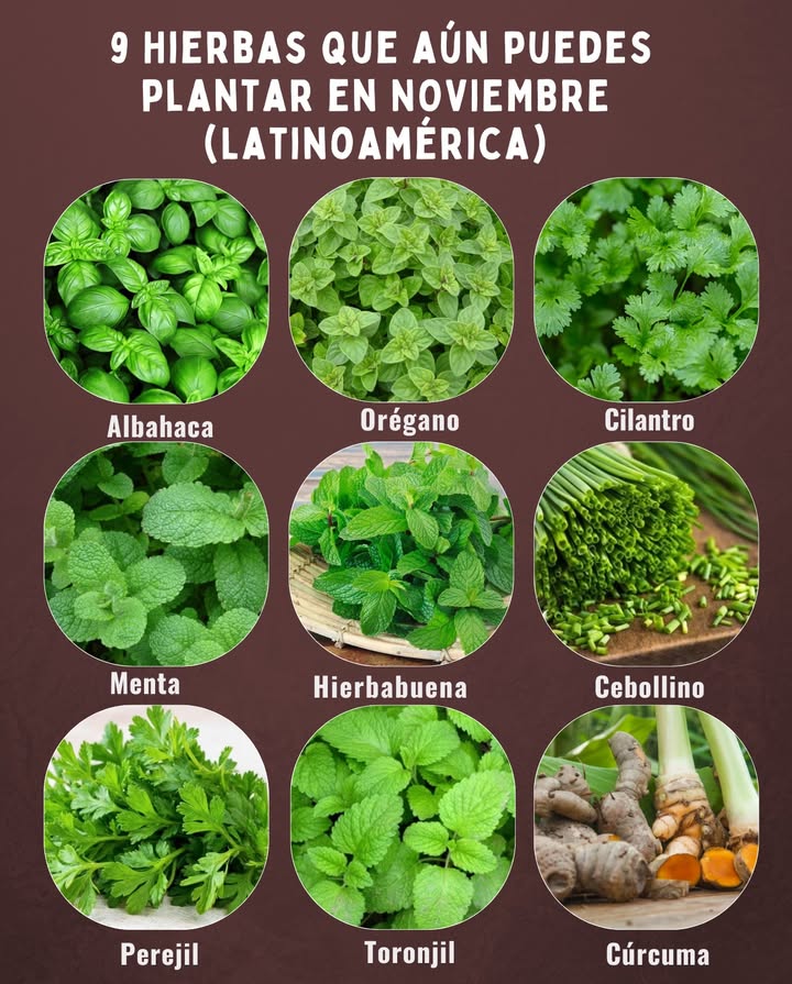 9 Hierbas que aún puedes plantar en NOVIEMBRE Latinoamérica

 Albahaca: ama el sol y el calor; ideal para zonas tropicales y templadas.

 Orégano: resiste altas temperaturas y crece bien en suelos secos y soleados.

 Cilantro: perfecto para sembrar al inicio de la temporada lluviosa o en sombra parcial.

 Menta: prospera en lugares húmedos y con sombra ligera; controla su expansión.

 Hierbabuena: similar a la menta, fresca y vigorosa durante todo el año.

 Cebollino: crece bien con calor moderado y humedad constante.

 Perejil: prefiere climas templados, tolera el calor si no falta agua.

 Toronjil melisa: ideal para zonas frescas del trópico; atrae abejas y mariposas.

 Cúrcuma: planta tropical por excelencia, siémbrala en suelos húmedos y con sombra parcial.

 Consejo: en regiones muy cálidas, aprovecha las primeras horas del día para regar y protege las plantas jóvenes del sol intenso.
