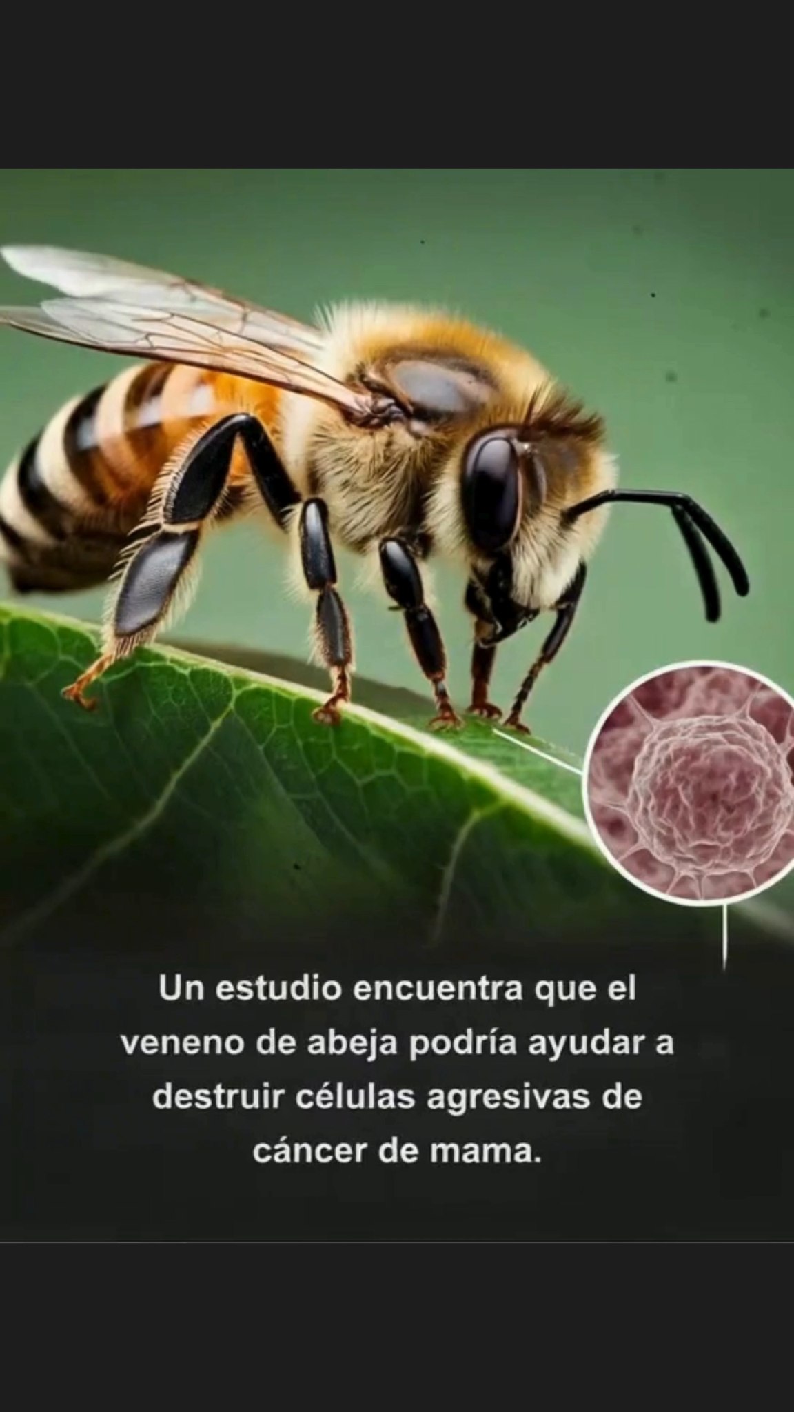 Un estudio reciente sugiere que el veneno de abeja contiene melitina, un compuesto que podría atacar células agresivas de cáncer de mama mientras deja en gran parte intactas a las células sanas.

 Por qué es importante:
Este hallazgo podría orientar futuras investigaciones hacia nuevos tratamientos con compuestos naturales, mostrando cómo la naturaleza puede aportar soluciones a problemas de salud complejos.

 El equilibrio de la naturaleza:
Las abejas son vitales para los ecosistemas, y su veneno también podría tener potencial médico, recordándonos la profunda conexión entre la salud humana y el mundo natural.

 Mirando al futuro:
Con más estudios, el veneno de abeja podría inspirar nuevos enfoques médicos, ofreciendo esperanza y resaltando el valor de preservar la biodiversidad.

#VenenoDeAbeja #InvestigaciónContraElCáncer