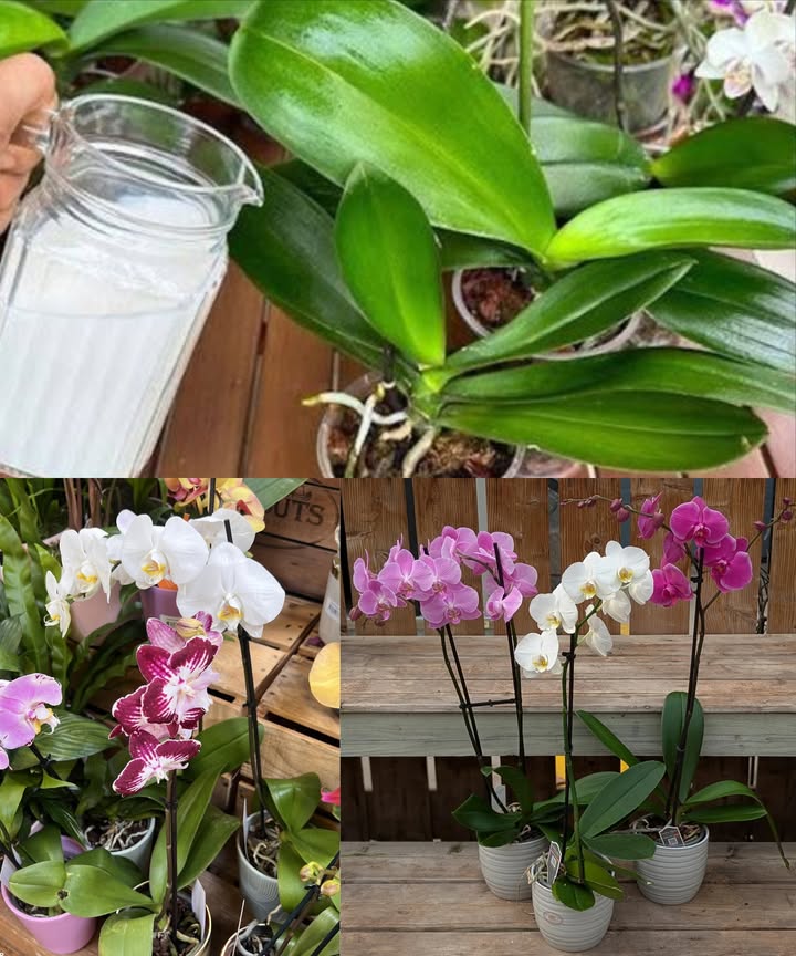 Fertiliza tu orquídea de manera natural para disfrutar de una floración abundante y duradera.  

Este método suave y efectivo, basado en agua de arroz, es perfecto para alimentar tus orquídeas y promover su floración.

 Ingredientes
 5 cucharadas de arroz blanco
 Agua sin gas a temperatura ambiente

Preparación y aplicación:
1 Coloca el arroz en un tazón pequeño.
2 Agrega agua hasta que cubra aproximadamente 5 a 6 cm por encima del arroz.
3 Lava el arroz con las manos para liberar los nutrientes.
4 Filtra el agua y guárdala.
5 Riega el sustrato de orquídeas con esta agua, dejando actuar durante 60 minutos.
6 Congela el resto en bandejas para cubitos de hielo y utilízalo más tarde.
7 Repite la aplicación cada 14 días.

 Resultado:
Orquídeas más fuertes, con raíces bien hidratadas y flores vibrantes que duran más.