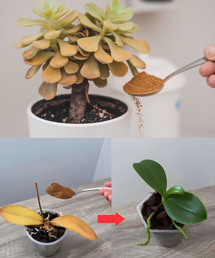 Plantas secas y marchitas: el ingrediente natural que las revive  

Las plantas secas no siempre son un signo de falta de agua; a veces un hongo se apodera de su hidratación. La canela en polvo es un excelente remedio natural para combatir hongos y devolver la vitalidad a las plantas. 

Retira las hojas amarillas, suspende el riego durante unos días y espolvorea canela en la superficie del suelo. Desentierra la planta, limpia bien las raíces y elimina las partes dañadas. 

Prepara un baño para las raíces: hierve 1 L de agua, añade 1 cucharadita de canela y deja enfriar. Remoja solo las raíces durante 30 minutos, manteniendo el tallo seco. Usa palos o pesas pequeñas para sostener la planta. Luego, vuelve a plantar en una nueva tierra para macetas adecuada a la variedad. 

La canela actúa como un antiséptico natural, combate los hongos y ayuda a que la planta renazca más fuerte y saludable. 

Un método sencillo, natural y eficaz para devolver la vida a las plantas y recuperar su vitalidad en poco tiempo.