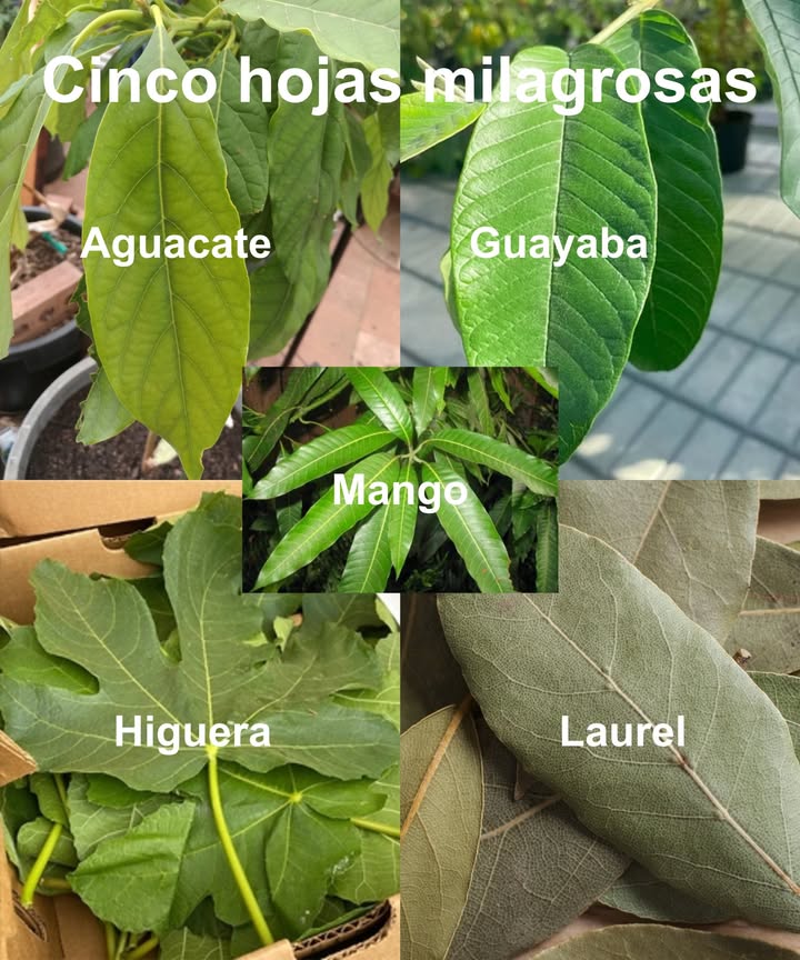 Cinco hojas milagrosas que pueden ayudar a eliminar diabetes, cáncer, hígado graso, mala circulación y presión alta, todo sin necesidad de pastillas.

Guayaba, aguacate, mango, higuera y laurel: son más que solo frutas; son poderosas medicinas naturales capaces de transformar tu salud.

 Guayaba: ayuda a regular el azúcar en sangre, reduce el colesterol, combate la inflamación y protege el hígado. Prepara un té con 7-10 hojas frescas hirviendo por 15 minutos y consume 1 taza en la mañana y otra en la noche durante 2 semanas.

 Aguacate: disminuye la presión arterial, desintoxica el hígado, mejora la circulación y regula los niveles de glucosa. Haz una infusión con 3-5 hojas hirviendo por 10 minutos y tómala 1 taza por la mañana y otra por la noche, 5 días a la semana.

 Mango: ayuda a controlar la diabetes, fortalece los vasos sanguíneos, previene el hígado graso y reduce la presión arterial. Consume agua hecha con polvo de hojas secas, dejándola reposar toda la noche y bébela en ayunas diariamente.

 Higuera: estabiliza los niveles de insulina, protege el corazón, desintoxica el hígado y regula la presión. Prepara una decocción con 3 hojas hirviendo hasta que reduzca a la mitad; bébela antes del desayuno diario o 4-5 veces por semana.

 Laurel: mejora la sensibilidad a la insulina, desintoxica el hígado, mejora la circulación y combate células cancerosas. Haz un té con 2 hojas de laurel y 2 clavos hirviendo durante 7-10 minutos, y consume 1 taza después de las comidas.

 Alterna para potenciar resultados:
Lunes/Jueves  Guayaba y Mango
Martes/Viernes  Aguacate y Higuera
Miércoles/Sábado  Laurel y Clavo
Domingo  Descanso o agua tibia con limón

El poder curativo ancestral al alcance de tu mano para controlar y prevenir enfermedades sin químicos. La naturaleza al servicio de tu bienestar diario.

 Recuerda: Consulta siempre con un profesional antes de iniciar cualquier tratamiento herbal.