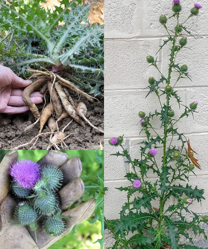 Cardo toro Cirsium vulgare: la hierba silvestre que limpia, fortalece y sana

El cardo toro, con sus tallos espinosos y flores moradas, esconde un poder medicinal sorprendente. Considerada por muchos una simple maleza, esta planta silvestre es en realidad un aliado natural para la digestión, el hígado, la piel y el sistema inmunológico.

 Beneficios naturales del cardo toro
 Digestión activa  Las raíces estimulan las enzimas digestivas y el apetito.
 Desintoxicación hepática  Ayuda al hígado a eliminar toxinas y depurar el organismo.
 Alivio de la inflamación  Los flavonoides reducen molestias musculares y articulares.
 Refuerzo inmunológico  Rico en vitamina C y hierro, fortalece las defensas.
 Acción antioxidante  Protege las células y combate el envejecimiento prematuro.
 Cicatrización natural  Las hojas frescas aceleran la curación de heridas y picaduras.
 Efecto diurético  Favorece la eliminación de líquidos y toxinas.
 Circulación saludable  Mejora el flujo sanguíneo y la salud del corazón.
 Cuidado de la piel  Calma irritaciones, eczema y dermatitis.
 Respiración aliviada  Su infusión suaviza la tos y la irritación bronquial.

 Usos tradicionales en casa
 Té depurativo  12 cucharaditas de hojas secas por taza de agua. Infusionar 15 minutos.
 Tintura digestiva  Raíces maceradas en alcohol durante 46 semanas.
 Cataplasma analgésica  Hojas frescas trituradas sobre zonas inflamadas.
 Lavado de heridas  Infusión fría para limpiar cortes y picaduras.

 Precauciones
Usar guantes al manipular por sus espinas. Evitar si hay alergia a la familia Asteraceae. Consultar a un profesional si se está embarazada o bajo medicación.

El cardo toro es un tesoro escondido del campo: resistente, purificador y revitalizante. Redescubrirlo es conectar con la fuerza curativa de la naturaleza.