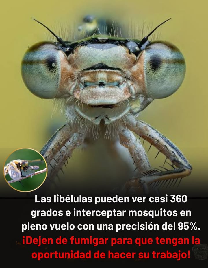 Las libélulas son los cazadores aéreos de la naturaleza con visión de 360, capturando expertos a los mosquitos en pleno vuelo.

 Protejamos a las libélulas: dejemos de rociar  salvemos a las libélulas  reduzcamos los mosquitos  restauramos el equilibrio del ecosistema!