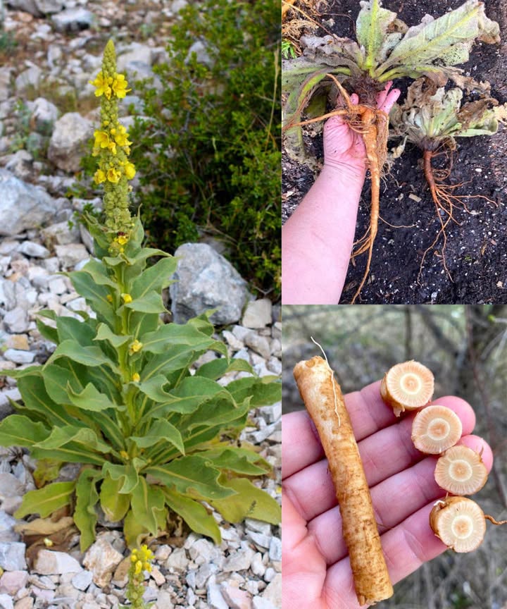 El poder oculto de las raíces de gordolobo: el remedio ancestral que alivia y fortalece desde dentro 

El gordolobo Verbascum thapsus es una planta majestuosa, fácilmente reconocible por sus hojas aterciopeladas y flores amarillas. Sin embargo, su verdadera joya se esconde bajo tierra: sus raíces, un tesoro poco conocido lleno de propiedades curativas utilizadas por siglos en la medicina tradicional.

Repletas de compuestos activos, las raíces de gordolobo ofrecen beneficios profundos para el sistema nervioso, la columna vertebral y el equilibrio general del cuerpo. 

 Beneficios principales de las raíces de gordolobo

 Alivio natural del dolor:
Calma dolores articulares, musculares y nerviosos. Tradicionalmente usada para aliviar la ciática y el dolor lumbar.

 Apoyo para la columna vertebral:
Fortalece los nervios y tejidos que rodean la columna, ayudando a mejorar la alineación y reducir la tensión.

 Estimulación linfática:
Activa el sistema linfático, favoreciendo la eliminación de toxinas y reforzando el sistema inmunitario.

 Salud urinaria y renal:
Sus propiedades diuréticas ayudan a reducir la retención de líquidos y mantener los riñones en equilibrio.

 Antiinflamatoria natural:
Ideal para calmar la hinchazón, la artritis o dolores inflamatorios. En cataplasmas, alivia zonas localizadas.

 Apoyo nervioso profundo:
Relaja los músculos, reduce los espasmos y calma el dolor nervioso crónico.

 Cicatrización y cuidado de la piel:
Aplicada externamente, ayuda a sanar heridas y quemaduras gracias a su acción calmante y regeneradora.

 Cómo usar las raíces de gordolobo

 Tintura:
Macerar raíces frescas o secas en alcohol durante 34 semanas. Ideal para fortalecer los nervios y aliviar el dolor.

 Decocción:
Hervir las raíces durante 2030 minutos. Beber el líquido para mejorar la función urinaria o reducir la inflamación interna.

 Cataplasma:
Triturar las raíces hervidas hasta formar una pasta. Aplicar directamente sobre articulaciones o zonas doloridas.

 Cápsulas:
Usar raíz seca y pulverizada en cápsulas, una opción práctica para uso diario.

 Precauciones:
El uso de raíz de gordolobo es seguro en dosis adecuadas, pero debe evitarse en embarazo, lactancia o bajo tratamiento médico sin supervisión. Asegúrate de adquirir raíces puras y de calidad.

 Las raíces de gordolobo son una medicina olvidada de la naturaleza:
un recurso poderoso para aliviar el dolor, purificar el cuerpo y restaurar la armonía interior.