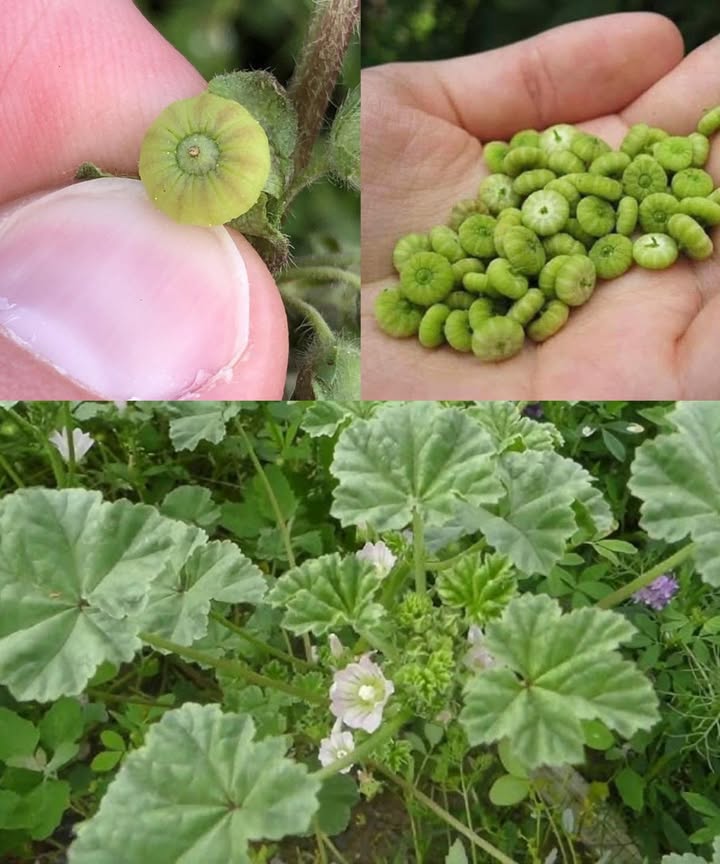 Descubriendo la maravilla verde: Los 10 principales beneficios de las hojas de malva común 

Entre las joyas ocultas de la herbolaria tradicional, la malva común Malva neglecta y Malva sylvestris destaca por su suavidad, versatilidad y poder curativo natural. Rica en nutrientes y mucílagos, esta planta ha sido un remedio ancestral para cuerpo y piel 

 Beneficios naturales:
1 Digestión calmada: su mucílago forma una capa protectora que alivia gastritis, reflujo e irritaciones intestinales.
2 Antiinflamatorio natural: rica en flavonoides que reducen el dolor y la inflamación en articulaciones y músculos.
3 Refuerzo inmunitario: vitaminas C y A que fortalecen las defensas y combaten el estrés oxidativo.
4 Respiración más fácil: infusiones que calman la tos, suavizan la garganta y alivian bronquitis.
5 Salud urinaria: su acción diurética favorece la eliminación de toxinas y previene infecciones.
6 Cuidado de la piel: aplicada como cataplasma, repara heridas, calma eccemas y suaviza la piel irritada.
7 Corazón saludable: ayuda a equilibrar la presión arterial y el colesterol malo.
8 Rica en minerales: hierro, calcio, potasio y magnesio que fortalecen huesos y músculos.
9 Potencial anticancerígeno: compuestos fitoquímicos con acción protectora celular.
 Aliada del peso saludable: baja en calorías y alta en fibra, prolonga la saciedad y favorece la digestión.

 Cómo usarla:
 Té de malva: infunde hojas secas durante 10 minutos para un efecto calmante y depurativo.
綾 En la cocina: agrégalas frescas a ensaladas, sopas o salteadas con ajo y aceite de oliva.
 Aplicación tópica: hojas machacadas o cremas con extracto para tratar irritaciones y piel seca.

 La malva común no es solo una planta silvestre: es una aliada ancestral del bienestar que equilibra, nutre y protege de forma natural.

#MalvaComún #PlantasMedicinales #SaludNatural #RemediosHerbales #BienestarHolístico