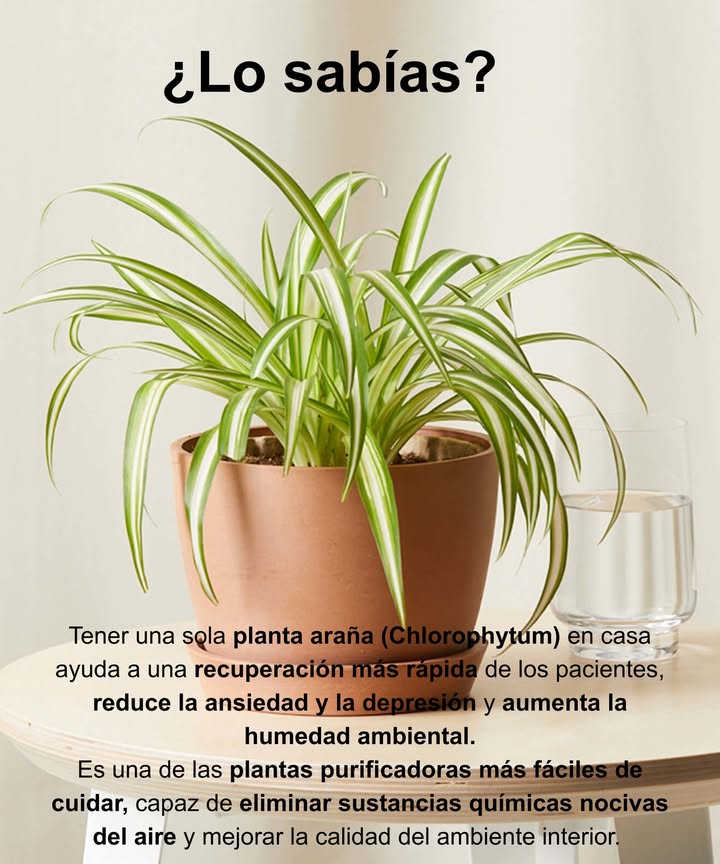 Planta araña: un pulmón verde para tu hogar 
Purifica el aire, eleva la humedad y mejora el bienestar emocional.
Ideal para interiores: fácil de cuidar, resistente y siempre decorativa.
Absorbe toxinas como formaldehído y monóxido de carbono, ayudando a mantener un ambiente más saludable y natural.