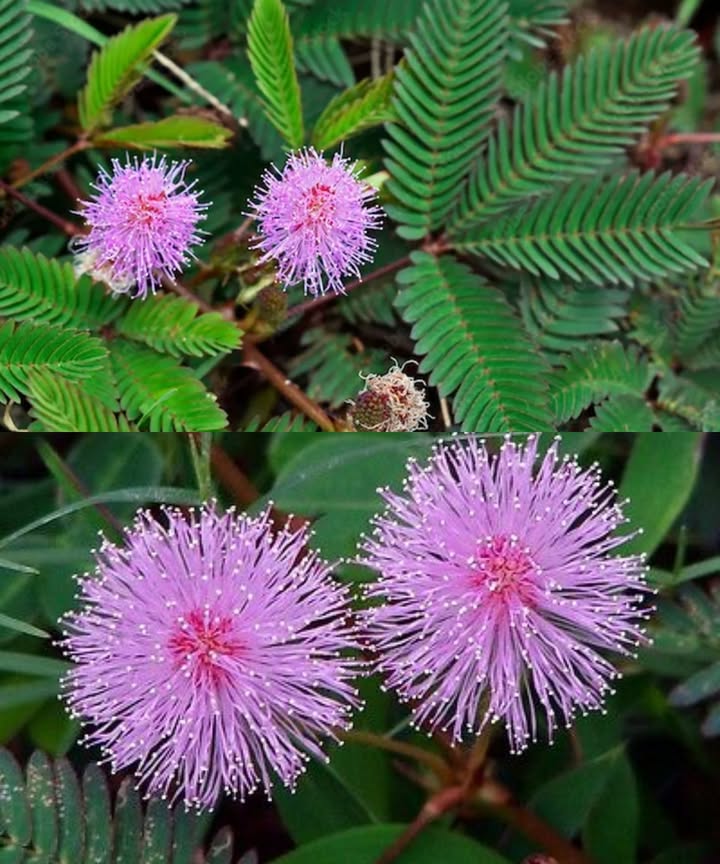El poder curativo de la Mimosa Pudica

 La Mimosa púdica, conocida como planta sensible o dormidera, es una joya natural que esconde mucho más que su curioso movimiento al tacto. Originaria de América tropical, esta pequeña planta ha sido utilizada durante siglos por sus notables propiedades curativas. Su magia reside en su capacidad para equilibrar el cuerpo y la mente de forma completamente natural.

 10 beneficios para la salud de la Mimosa Pudica
 Potente antiinflamatorio natural que alivia artritis, dolor muscular y otras dolencias.
 Cuida y desintoxica el hígado gracias a sus propiedades hepatoprotectoras.
 Mejora la digestión y regula el tránsito intestinal.
 Combate bacterias y virus, ayudando a sanar heridas e infecciones.
 Calma el sistema nervioso y favorece el sueño y la relajación.
 Protege la salud bucal, reduciendo inflamaciones e infecciones.
 Acelera la cicatrización de cortes, llagas y heridas.
 Alivia cólicos y malestares menstruales.
 Calma y reduce la inflamación causada por hemorroides.
 Rica en antioxidantes que protegen el cuerpo del envejecimiento y enfermedades.

 Formas de uso tradicionales y efectivas
 Infusión: hierve 1 cda de hojas secas en una taza de agua durante 10 min. Ideal para ansiedad, insomnio y digestión.
 Cataplasma: machaca hojas frescas y aplícalas sobre heridas o irritaciones cutáneas.
 Enjuague bucal: hierve un puñado de hojas, deja enfriar y usa el líquido para calmar encías y garganta.
 Baño relajante: añade hojas secas o extracto al agua tibia para aliviar estrés y relajar músculos.
 Cápsulas o polvo: versión práctica para apoyar hígado, digestión y reducir inflamación.

 Consejo importante
Usa la Mimosa púdica con precaución. Evita su consumo durante el embarazo o la lactancia y consulta siempre a un profesional antes de iniciar cualquier tratamiento natural.

 Más que una planta curiosa, la Mimosa púdica es un tesoro verde que sana, calma y protege desde el interior. Una aliada ancestral que merece un lugar en tu rutina de bienestar.