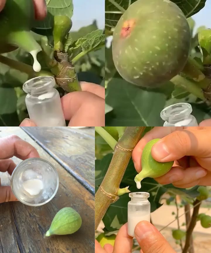 El elixir oculto de la naturaleza 
Savia de higo: beneficios, usos y poder curativo

La savia de higo esa sustancia lechosa que brota de las higueras es mucho más que un simple fluido vegetal. Rica en enzimas, antioxidantes y compuestos antiinflamatorios, ha sido usada durante siglos como remedio natural para cuidar la piel, fortalecer el sistema inmunitario y aliviar dolencias.

 Beneficios destacados:
 Combate bacterias, hongos y virus gracias a su acción antimicrobiana.
 Ayuda a eliminar verrugas de forma natural.
 Favorece la digestión y calma la hinchazón.
 Alivia dolores musculares y articulares.
 Regenera la piel y acelera la cicatrización.
 Protege frente al envejecimiento celular.
 Mejora la salud respiratoria y bucal.
 Fortalece el cabello y reduce la caspa.
 Apoya el control del azúcar en sangre.

 Formas de uso:
 Para la piel: aplica una gota sobre verrugas o imperfecciones.
 Para el dolor: mezcla con aceite de coco y masajea las zonas afectadas.
 Para el cabello: añade unas gotas al acondicionador o aceite capilar.
 Para la digestión: diluye unas gotas en agua o miel.

 Consejos de seguridad:
Haz siempre una prueba en la piel antes de usar.
Usa savia diluida si es para consumo interno.
Consulta con un profesional antes de incorporarla a tu rutina.

Un tesoro natural que purifica, repara y fortalece desde la raíz.