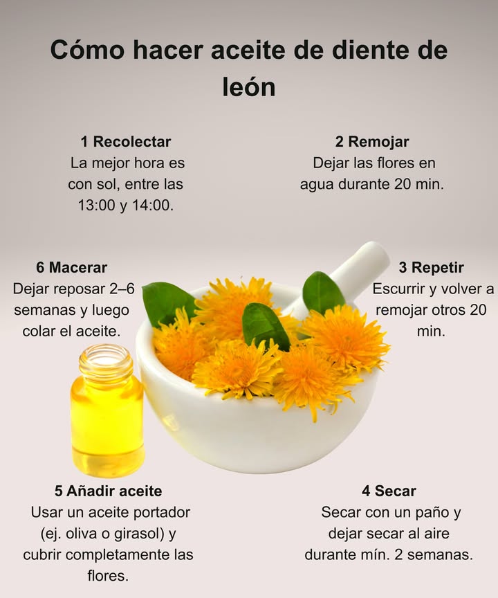 El aceite de diente de león alivia músculos doloridos, articulaciones rígidas y piel reseca. Así se prepara:

1 Recolectar flores en días soleados 12 pm.

2 Remojar en agua 20 min, escurrir y repetir.

3 Secar con toalla y dejar secar al aire durante 2 semanas.

4 Cubrir las flores secas con un aceite portador.

5 Dejar macerar de 2 a 6 semanas y luego colar.