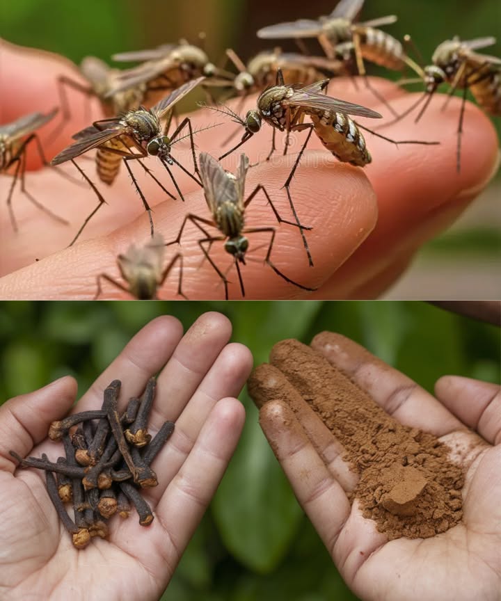 Receta natural para mantener a raya a los mosquitos e insectos en tu hogar 烈

Con la llegada del verano y el aumento de las temperaturas , los mosquitos y otros insectos invaden nuestros espacios, convirtiendo nuestras noches tranquilas en verdaderas pesadillas . Afortunadamente, existe una receta sencilla, natural y eficaz que puedes preparar con ingredientes comunes que encontrarás en cualquier cocina .

離 Ingredientes:
 籠 1 cucharada de clavo molido
 林  litro de vinagre blanco

識 Preparación y aplicación:
1. Mezcla los ingredientes:
 En una botella con atomizador, añade los clavos molidos.
 Agrega el vinagre blanco.
 Cierra bien el frasco y agita con fuerza para combinar todo.
   
2. Rocía antes de dormir:
 Aplica la mezcla en las esquinas de la casa, alrededor de ventanas, puertas y en áreas oscuras.
 Presta especial atención a los lugares donde los mosquitos suelen ocultarse.

3. Disfruta de una noche tranquila:
 Al día siguiente, notarás una disminución significativa en la cantidad de insectos y podrás descansar sin preocupaciones .

易 Por qué es efectivo?
 Clavo de olor: Su aroma intenso repele naturalmente a los mosquitos, gracias a su contenido de eugenol, un repelente natural.
 Vinagre blanco: Su olor ácido es desagradable para los insectos y también actúa como un excelente limpiador.

Consejo adicional: Esta solución es 100% natural, segura para tus hijos, tus mascotas y el medio ambiente . Pruébala esta noche y despídete de los mosquitos!