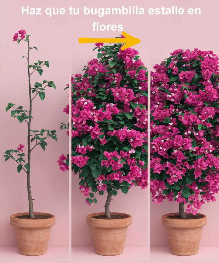 Haz que tu bugambilia estalle en flores 
Con cuidados simples, tu planta se llenará de color y será la joya del jardín 

 Sol al máximo
 Al menos 6 horas de sol directo cada día.
 Suelo ligero y bien drenado, sin encharcamientos.

 Riego con medida
 Solo cuando el sustrato esté seco al tacto.
 En invierno, reduce el riego para permitir su descanso.

 Poda estratégica
 Después de la floración o a finales del invierno.
 Elimina ramas secas o débiles.
 Recorta tallos largos para dar forma y estimular brotes nuevos.

 Fertilización inteligente
 Usa abono rico en fósforo cada 4 semanas durante el crecimiento.
 Evita el exceso de nitrógeno: provoca hojas abundantes y pocas flores.

 Con estos cuidados, tu bugambilia florecerá con fuerza y color todo el año.

#Bugambilia #JardineríaFeliz