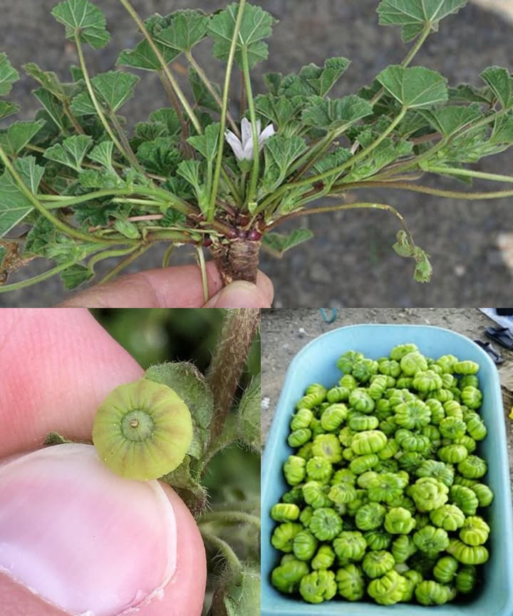Descubriendo la maravilla verde: Los 10 principales beneficios para la salud de las hojas de malva común 

Entre los remedios naturales, la malva común Malva neglecta y Malva sylvestris destaca por sus propiedades calmantes y su riqueza nutricional. Esta planta humilde ha sido esencial en la medicina tradicional durante siglos.

Beneficios destacados:
 Ayuda digestiva calmante: el mucílago protege el tracto digestivo y alivia gastritis y reflujo.
 Antiinflamatorio natural: los flavonoides reducen inflamaciones y dolores articulares.
 Refuerzo inmunológico: rica en vitaminas C y A, combate radicales libres y fortalece defensas.
 Apoyo respiratorio: sus infusiones suavizan la garganta y alivian tos y bronquitis.
 Salud urinaria: su efecto diurético favorece la eliminación de toxinas y previene cálculos.
 Cuidado de la piel: aplicada externamente, calma irritaciones, eczema y psoriasis.
 Aliado del corazón: ayuda a regular la presión y el colesterol gracias a sus fitonutrientes.
 Rica en nutrientes: fuente natural de magnesio, hierro, calcio y potasio.
 Potencial anticancerígeno: sus fitoquímicos podrían tener efectos protectores.
 Control del peso: baja en calorías y rica en fibra, favorece la saciedad y el equilibrio digestivo.

Usos prácticos:
 Culinario: añade hojas tiernas en ensaladas, sopas o salteados con ajo y aceite de oliva.
 Té medicinal: infusión de hojas secas durante 10 min para calmar garganta y digestión.
 Aplicación tópica: cataplasmas o ungüentos para heridas leves o piel irritada.

Consejo final:
La malva común es mucho más que una planta silvestre: es un recurso natural de bienestar integral, ideal para un estilo de vida más sano y equilibrado.
