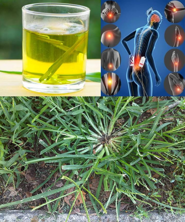 El poder oculto de la hierba de ganso

La hierba de ganso Eleusine indica, vista a menudo como una simple maleza, esconde un sorprendente poder curativo. Durante siglos ha sido aliada en la medicina tradicional por sus propiedades depurativas, diuréticas y refrescantes.

 30 beneficios naturales de la hierba de ganso
1 Limpia los riñones y previene cálculos.
2 Combate infecciones urinarias.
3 Favorece la función hepática.
4 Reduce la presión arterial.
5 Refresca el cuerpo y baja la fiebre.
6 Mejora la digestión.
7 Alivia el dolor de garganta.
8 Favorece la cicatrización de heridas.
9 Reduce la hinchazón articular.
 Ayuda en la pérdida de peso.
11 Refuerza la inmunidad.
12 Mejora la ictericia.
13 Favorece el flujo urinario.
14 Equilibra el azúcar en sangre.
15 Combate la fiebre y el calor corporal.
16 Calma la tos.
17 Limpia la sangre.
18 Cuida el corazón.
19 Reduce el olor corporal.
20 Alivia irritaciones cutáneas.
21 Aumenta la energía.
22 Ayuda contra la gota.
23 Mejora la salud respiratoria.
24 Alivia el dolor menstrual.
25 Estimula el apetito.
26 Actúa como laxante suave.
27 Fortalece la vejiga.
28 Calma picaduras de insectos.
29 Favorece una piel limpia.
30 Actúa como antiparasitario natural.

 Formas caseras de uso

 Té depurativo
 Hierve un puñado de hierba fresca en 2 tazas de agua durante 10 min.
 Cuela y bebe una taza por la mañana y otra por la noche.
 Limpia riñones, reduce inflamación y refresca el cuerpo.

磻 Jugo fresco
 Licúa un puñado de hierba con una taza de agua.
 Cuela y toma 23 cucharadas diarias.
 Ideal para desintoxicar hígado y sangre.

 Uso externo para la piel
 Tritura hojas frescas hasta formar una pasta.
 Aplica 20 min sobre heridas o picaduras.
 Enjuaga con agua limpia.
啕 Calma, regenera y previene infecciones.

 Agua refrescante corporal
 Hierve la hierba en agua, deja enfriar y úsala como gel natural.
 Elimina el mal olor y alivia la picazón.

 Polvo seco
 Seca la planta a la sombra y muélela.
 Guarda en frasco hermético.
 Disuelve 1 cdita en agua tibia o té.
 Perfecto para una desintoxicación rápida.

禮 Baño de pies
 Hierve varios puñados en agua y remoja los pies 20 min.
 Reduce hinchazón y mejora la circulación.

 Una joya silvestre:
La hierba de ganso, humilde pero poderosa, es un verdadero tesoro verde. Su acción purificante y curativa la convierte en aliada esencial del bienestar natural.

 Aviso: Usar con moderación. No consumir en exceso si estás embarazada, amamantando o bajo medicación. Siempre comenzar con dosis pequeñas y consultar con un profesional si es necesario.