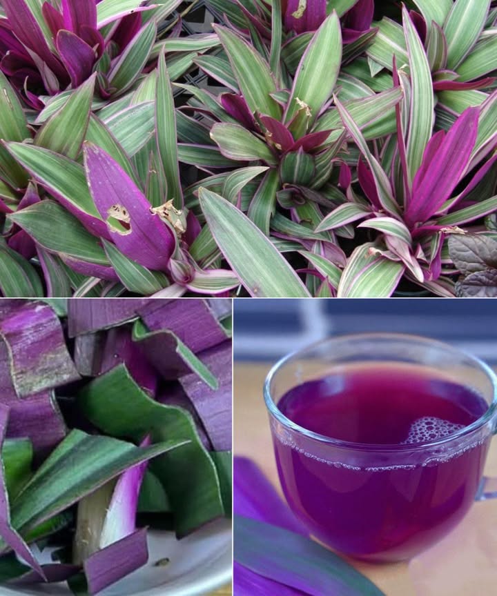 La planta de maguey morado: beneficios y usos tradicionales 

El maguey morado Agave atrovirens, variantes de Agave americana es una suculenta originaria de México y Centroamérica, apreciada por su belleza y por su legado medicinal en la medicina tradicional.

 Beneficios principales

1 Propiedades antiinflamatorias
 Alivia dolor en articulaciones, artritis y lesiones
 Cataplasmas de hojas o jugo fresco aplicados externamente

2 Cicatrización y regeneración de la piel
 Útil en quemaduras, cortes e infecciones
 Gel similar al aloe vera que acelera la reparación celular

3 Desintoxicación y apoyo hepático
 Favorece la limpieza del hígado y la digestión
 Decocciones ligeras de hoja o raíz

4 Efectos antimicrobianos y antifúngicos
 Protege contra bacterias y hongos
 Jugo aplicado en heridas o enjuagues

5 Regulación del azúcar en sangre
 Rico en inulina, mejora la microbiota y sensibilidad a la insulina
 Uso tradicional como apoyo dietético

6 Ayuda digestiva y prebiótica
 Estimula el tránsito intestinal
 Laxante suave y tónico digestivo

7 Refuerzo inmunológico
 Flavonoides y saponinas que activan defensas naturales
 Extractos añadidos a tónicos herbales

8 Salud urinaria
 Diurético natural contra infecciones y retención de líquidos
 Té de hojas para apoyar riñones y vejiga

 Usos tradicionales

 Tópico: pulpa o savia fresca en heridas, quemaduras e inflamaciones
 Interno: té ligero con trozos de hoja
 Fermentado: pulque elaborado con savia, rico en probióticos

 Precauciones
 La savia cruda puede irritar piel sensible
 El exceso puede causar molestias digestivas
 Consultar a un herbolario o profesional de la salud antes de un uso terapéutico interno

 El maguey morado no es solo una planta ornamental: es un sanador ancestral que combina tradición y ciencia, recordándonos la fuerza de los remedios naturales que crecen en silencio en nuestros jardines.