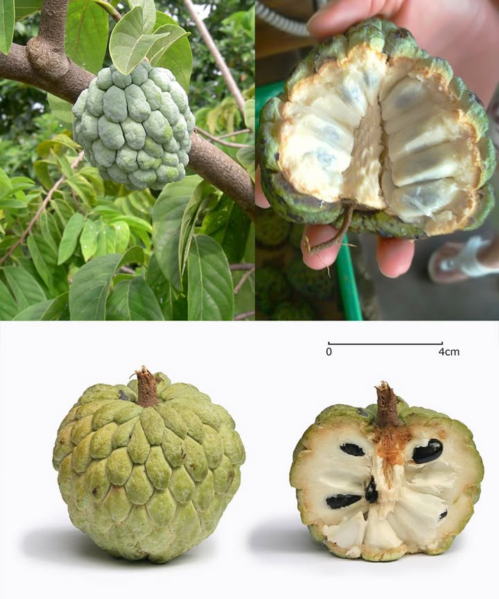 Anón Annona squamosa: la joya tropical que nutre y sana Dulce, cremosa y llena de energía natural, la anón también llamada chirimoya es una fruta tropical con un extraordinario valor medicinal. Detrás de su piel verde y escamosa se esconde una pulpa suave y aromática repleta de vitaminas, minerales y antioxidantes que fortalecen el cuerpo y revitalizan la mente. Beneficios poderosos del anón Fuente natural de vitaminas C, B6, calcio, potasio y magnesio: refuerza el sistema inmunitario y la energía diaria. Fortalece las defensas y combate los radicales libres. Promueve una digestión equilibrada y alivia el estreñimiento. Regula el azúcar en sangre gracias a su alto contenido en fibra. Cuida el corazón, mejora la circulación y equilibra la presión arterial. Favorece la concentración, la memoria y el buen ánimo. Rejuvenece la piel, aportando brillo y firmeza natural. Fortalece huesos y dientes, previniendo la pérdida de masa ósea. Protege la vista y previene el envejecimiento ocular. Aumenta la energía de manera natural y saludable. Reduce la inflamación y calma el dolor articular. Mejora la salud respiratoria, aliviando tos y bronquitis. Estimula el crecimiento del cabello y mejora su densidad. Desintoxica el organismo y apoya la función hepática. Aporta nutrientes esenciales durante el embarazo, como hierro y folato. Usos caseros tradicionales Batido energético: mezcla pulpa de anón con leche o yogur para un impulso natural de energía. Mascarilla facial: combina la pulpa con miel para hidratar y rejuvenecer la piel. Té de hojas: hierve las hojas para un té relajante que alivia la tos y la inflamación. Postre nutritivo: añade la pulpa a la avena, al helado o a bizcochos para un toque dulce y saludable. Importante Solo se debe consumir la pulpa madura. Las semillas son tóxicas si se trituran o ingieren. Antes de usar hojas o extractos con fines medicinales, consulta siempre con un profesional de la salud. Más que una fruta tropical, el anón es un regalo de la naturaleza: dulce, nutritivo y lleno de vida. Un superalimento ancestral que combina sabor y bienestar en cada bocado.