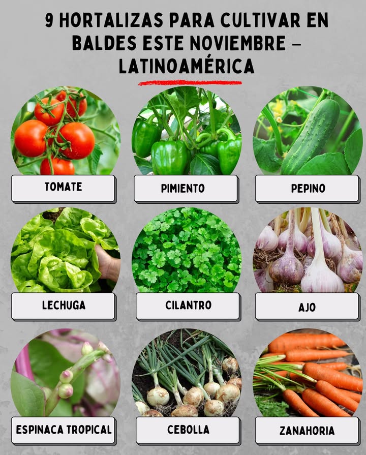 9 Hortalizas para cultivar en baldes este NOVIEMBRE Latinoamérica Tomate: necesita sol directo y riegos regulares; ideal para climas cálidos o templados. 𣏕 Pimiento: crece bien en baldes medianos y responde excelente al calor. 勒 Pepino: elige variedades compactas y guía las ramas con tutores o cuerdas. 塞 Lechuga: prospera rápido con sombra ligera en zonas muy calurosas. Cilantro: perfecto para cultivar en baldes profundos; requiere humedad constante. 龍 Ajo: en regiones templadas o frescas, planta ahora para cosechar en unos meses. Espinaca tropical o malabar: resistente al calor y muy productiva. 暈 Cebolla: prefiere sol pleno y buen drenaje; siembra en baldes medianos. 凌 Zanahoria: usa baldes profundos y tierra suelta; ideal para zonas templadas. Perfecto para terrazas, patios y balcones soleados. Huerto fresco, productivo y listo para cosechar durante todo el verano.