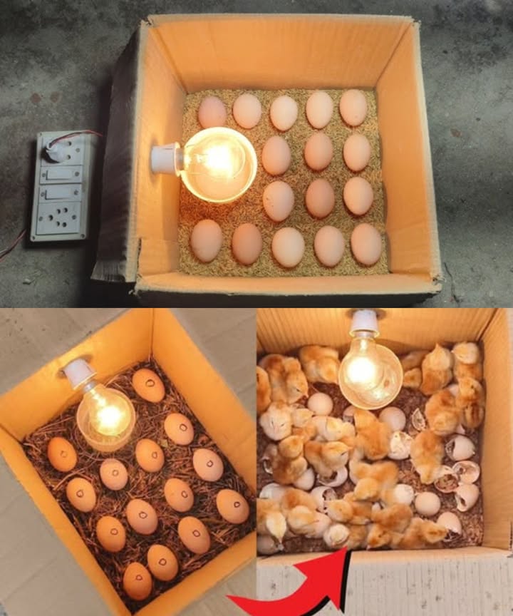 諸 Guía de bricolaje para crear tu propio incubador casero Una forma sencilla, económica y funcional de incubar huevos en casa Materiales básicos: Caja de cartón resistente Bombilla con socket y cable eléctrico Termómetro y higrómetro Aserrín o papel triturado Recipiente con agua para la humedad 讀 Huevos fertilizados Pasos prácticos: 1 Prepara la caja: coloca una capa de aserrín o papel en el fondo para conservar el calor. 2 Instala la fuente de calor: fija una bombilla incandescente en la tapa o en un lateral para mantener la temperatura constante. 3 Controla temperatura y humedad: añade el termómetro y el higrómetro. Mantén unos 99.5F 37.5C y una humedad del 5060%. Coloca un recipiente con agua dentro. 4 Coloca los huevos: distribúyelos dejando espacio entre ellos para la ventilación. 5 Gira los huevos: hazlo suavemente 2 o 3 veces al día para evitar que el embrión se adhiera a la cáscara. 6 Monitorea y ajusta: revisa la temperatura y la humedad cada día, y ajusta la bombilla si hace falta. 7 Eclosión en 21 días: desde el día 18, deja de girarlos y aumenta la humedad al 6570%. Los pollitos comenzarán a romper el cascarón alrededor del día 21 Un proyecto fácil que une creatividad, precisión y vida. #IncubadoraCasera #HuevosFértiles 諸
