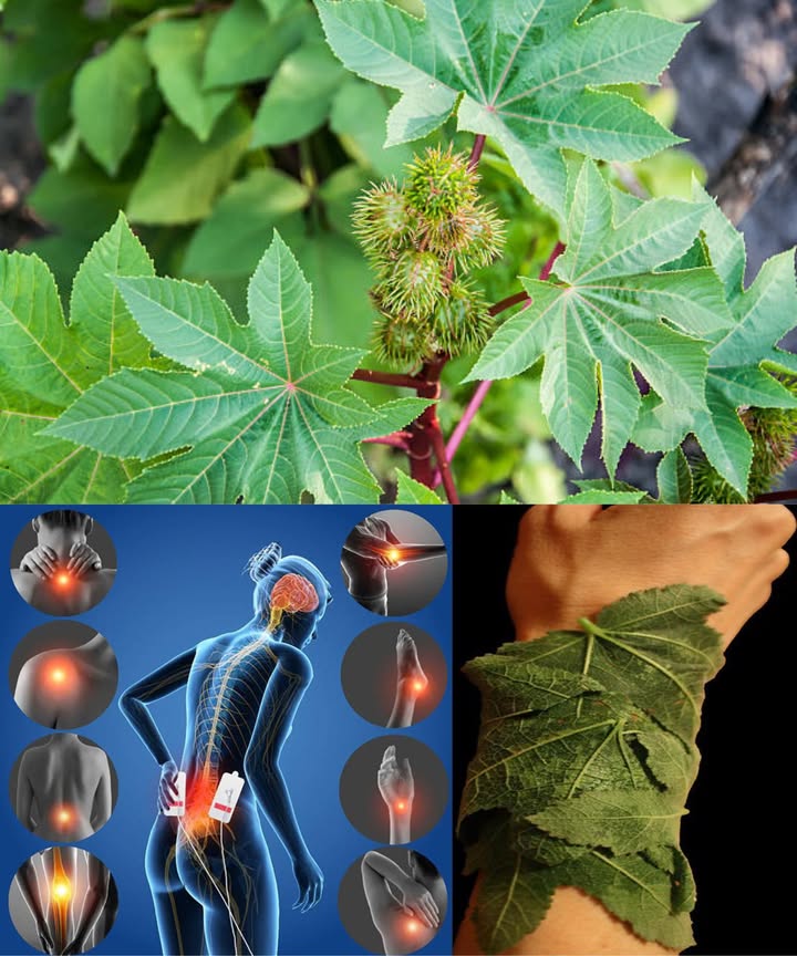 El poder de las hojas de ricino: remedios naturales y seguros Las hojas de ricino, menos conocidas que su aceite, han sido utilizadas en muchas culturas como apoyo natural en el cuidado del cuerpo. Aplicadas de forma externa y responsable, pueden convertirse en un aliado casero para la relajación, el alivio del dolor y el bienestar diario. 15 beneficios de las hojas de ricino Alivio de articulaciones rígidas con compresas tibias Relajación muscular tras esfuerzo físico Reducción de la hinchazón leve con cataplasmas Calma para el dolor de espalda con hojas calientes Disminuye la tensión de los dolores de cabeza Confort para la piel irritada Mejora de la circulación local con aplicación tibia Apoyo en resfriados al inhalar vapor de hojas Fortalecimiento del cabello con enjuagues naturales Repelente de insectos sencillo y casero Descanso para pies cansados en agua de hojas Calma para calambres leves en el abdomen Recuperación posparto con compresas tibias Alivio externo de molestias en el oído Relajación general con compresas calientes Aviso de seguridad Nunca ingerir hojas ni semillas de ricino. Las semillas son altamente tóxicas y las hojas deben usarse únicamente de forma externa. Mantener fuera del alcance de niños y mascotas. Consultar siempre con un profesional antes de probar nuevos remedios. Usos caseros seguros Compresas tibias para dolor muscular y articular Cataplasmas para hinchazón o irritación Vapor de hojas para abrir las vías respiratorias Enjuague capilar para fortalecer el cabello Baños de pies para relajar y refrescar Envolturas abdominales para calmar molestias Aplicadas solo externamente, las hojas de ricino ofrecen un apoyo natural y seguro para el bienestar cotidiano.