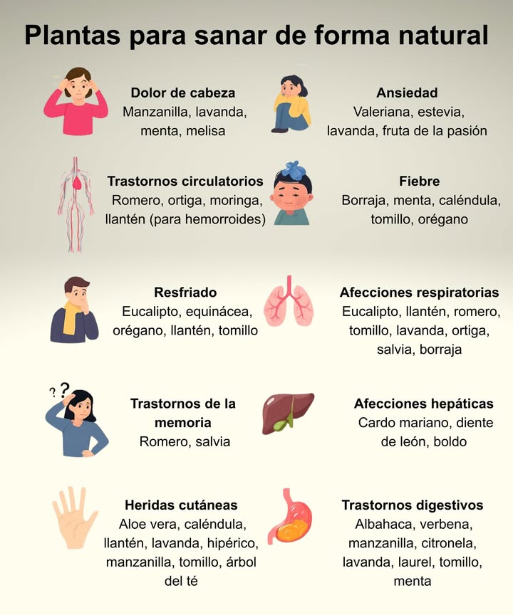 Plantas para sanar de forma natural

Dolor de cabeza
Manzanilla, lavanda, menta, melisa

Ansiedad
Valeriana, estevia, lavanda, flor de la pasión

Trastornos circulatorios
Romero, ortiga, moringa, llantén hemorroides

Fiebre
Borraja, menta, caléndula, tomillo, orégano

Resfriados
Eucalipto, equinácea, orégano, llantén, tomillo

Afecciones respiratorias
Eucalipto, llantén, romero, tomillo, lavanda, ortiga, salvia, borraja

Trastornos de la memoria
Romero, salvia

Afecciones hepáticas
Cardo mariano, diente de león, boldo

Heridas cutáneas
Aloe vera, caléndula, llantén, lavanda, hipérico, manzanilla, tomillo, aceite esencial de árbol de té

Trastornos digestivos
Albahaca, hierba luisa, manzanilla, citronela, lavanda, laurel, tomillo, menta