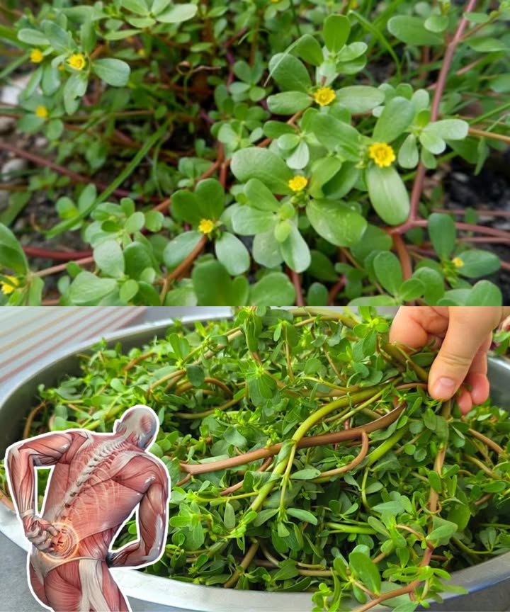 Por qué deberías adoptar la verdolaga en tu jardín: 8 razones convincentes

La verdolaga ha pasado de ser considerada una mala hierba a convertirse en un superalimento reconocido y apreciado en la cocina y la medicina natural. 

1 Rica en ácidos grasos omega-3: cuida el corazón y el cerebro
2 Potente antioxidante: protege las células y retrasa el envejecimiento
3 Fuente de minerales esenciales: calcio, magnesio, hierro, potasio y más
4 Refuerza el sistema inmunológico con vitamina C
5 Aporta betacaroteno, precursor de la vitamina A
6 Contiene melatonina natural: regula el sueño y mejora el descanso
7 Ayuda a reducir el colesterol malo LDL
8 Contiene triptófano: favorece el buen ánimo y combate la depresión

 Sabor refrescante y ácido con un toque cítrico, ideal en ensaladas, guisos o incluso en pesto casero.

 Fácil de cultivar, resistente y nutritiva: la verdolaga es un tesoro que merece un lugar en tu jardín y en tu mesa.