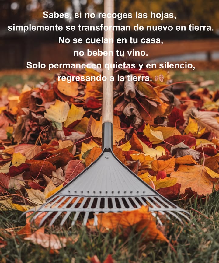 Las hojas caídas no son suciedad, son mantillo natural: se descomponen en el suelo, protegen a los insectos en invierno y alimentan las plantas en primavera.

En lugar de recogerlas todas, deja una capa bajo los árboles, en parterres o en un rincón. Ahorrarás tiempo, ayudarás a la fauna y mejorarás la tierra de forma gratuita.