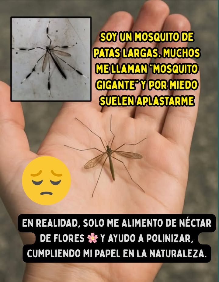 烈 Hola, no soy lo que piensas

Soy un mosquito de patas largas. Muchos me llaman mosquito gigante y por miedo suelen aplastarme .

Pero la verdad es esta:
 No muerdo.
 No bebo sangre.
 Soy completamente inofensivo.

En realidad, solo me alimento de néctar de flores  y ayudo a polinizar, cumpliendo mi papel en la naturaleza.

 Así que la próxima vez que me veas, recuerda:
No soy peligroso, solo estoy malentendido.

 Toda pequeña vida merece respeto y amabilidad.

#MosquitoGigante #NoSoyPeligroso  #NectarDeFlores