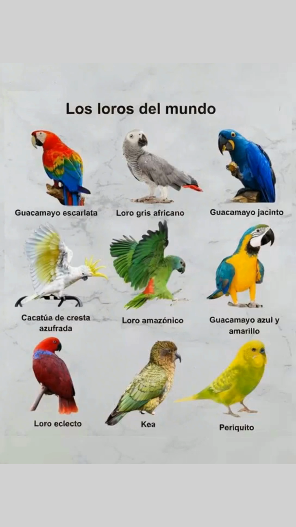 列 Los loros más fascinantes del mundo: Guacamayo escarlata Un arcoíris viviente de la selva tropical. 勇 Loro gris africano El más inteligente, experto en imitar voces humanas. Guacamayo jacinto Majestuoso, el loro más grande y de un azul intenso. Cacatúa de cresta azufrada Alegre y ruidosa, con su mohawk amarillo. Loro amazónico Verde vibrante y gran conversador de la selva. Guacamayo azul y amarillo Colorido y sociable, símbolo de alegría tropical. Loro eclecto Macho y hembra con plumajes totalmente distintos. Kea Loro alpino de Nueva Zelanda, curioso y juguetón. Periquito Pequeño, brillante y uno de los compañeros más queridos. Belleza, inteligencia y color... así hablan los loros del mundo.