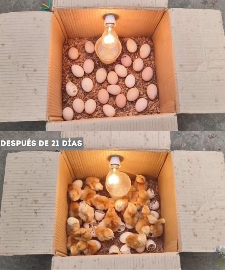 Guía de bricolaje para crear tu propio incubador casero! 
Aquí tienes lo que necesitarás:
 Una caja de cartón resistente
 Una bombilla con socket y cable eléctrico
 Un termómetro y un higrómetro
 Aserrín o papel triturado para el lecho
 Un recipiente con agua para la humedad
 Huevos fertilizados

Sigue estos sencillos pasos:
1. Prepara la caja
Toma una caja de cartón lo suficientemente grande para contener los huevos. Agrega una capa de aserrín o papel para una buena retención térmica.
2. Instala la fuente de calor
Coloca una bombilla incandescente en el centro de la tapa o en un lado de la caja. Ayudará a mantener una temperatura constante.
3. Monitorea la temperatura y la humedad
Coloca un termómetro y un higrómetro dentro. La temperatura ideal es de aproximadamente 99.5F, y la humedad debe estar entre 50 y 60%. Agrega un recipiente con agua para mantener la humedad.
4. Coloca los huevos
Pon los huevos fertilizados en la caja, espaciados para una buena circulación del aire.
5. Gira los huevos regularmente
Gira suavemente los huevos de 2 a 3 veces al día para evitar que el embrión se pegue a la cáscara.
6. Monitorea y ajusta
Revisa la temperatura y la humedad diariamente. Ajusta la altura de la bombilla si es necesario.
7. Eclosión después de 21 días
Alrededor del día 18, deja de girar los huevos y aumenta ligeramente la humedad 65-70% para facilitar la eclosión. Después de 21 días, los pollitos deberían comenzar a nacer!
Este método simple te permite incubar huevos económicamente en casa
