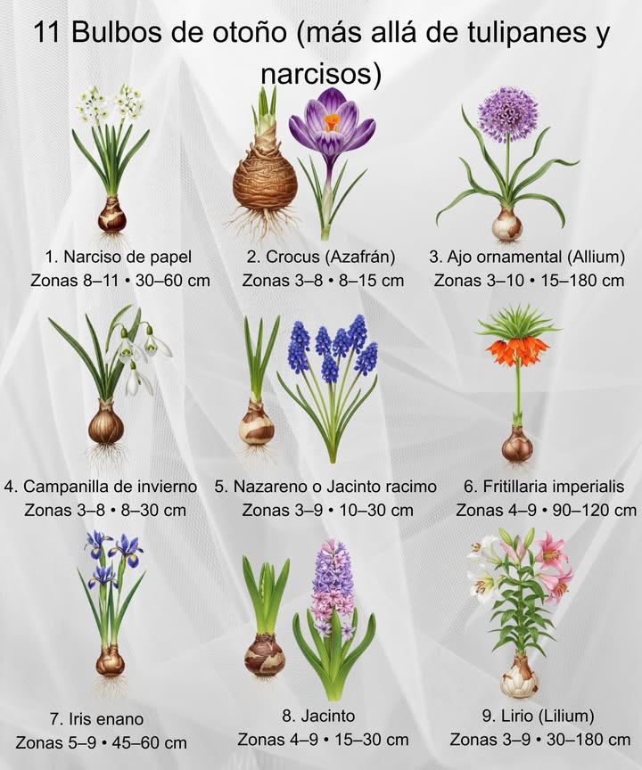 15 árboles autóctonos para plantar en septiembre Raíces fuertes ahora = mejor crecimiento en primavera Cercis canadensis Árbol del amor / Redbud oriental Zonas 59 69 m Sol o semisombra Flores magenta en primavera; hojas en forma de corazón. Magnolia M. virginiana / M. grandiflora Zonas 49 525 m Sol o semisombra Flores fragantes y cerosas; follaje perenne valioso para la fauna. Tuya occidental Thuja occidentalis Zonas 37 612 m Sol o semisombra Conífera resistente al frío; ideal para setos y pantallas. Arce rojo Acer rubrum Zonas 39 1218 m Sol o semisombra Crecimiento rápido; hojas rojas intensas en otoño. Acebo americano Ilex opaca Zonas 510 518 m Sol o semisombra Hojas perennes y bayas rojas; requiere ejemplares macho y hembra. Amelanchier Serviceberry / Guillomo americano Zonas 28 35 m Sol o semisombra Flores blancas en primavera y bayas comestibles en verano. Abeto azul Picea pungens Zonas 37 918 m Pleno sol Conífera cónica con agujas azuladas muy decorativas. Árbol del humo Cotinus obovatus Zonas 38 69 m Pleno sol Hojas púrpura y penachos rosados en verano. Abedul de río Betula nigra Zonas 49 921 m Pleno sol Corteza decorativa; tolerante al calor y a las plagas. Enebro Juniperus spp. Zonas 39 0,515 m Pleno sol Conífera resistente; bayas azules que atraen fauna. Árbol de la barba Chionanthus virginicus Zonas 39 49 m Sol o semisombra Flores blancas en tiras; bayas que atraen aves. Carpe americano Carpinus caroliniana Zonas 39 69 m Sol o semisombra Follaje dorado en otoño; hospedero de mariposas. Ciprés de Arizona Hesperocyparis arizonica Zonas 711 1218 m Pleno sol Conífera plateada; tolera sequía y altas temperaturas. Cornejo florido Cornus florida Zonas 59 59 m Sol o semisombra Brácteas blancas en primavera y frutos rojos en otoño. Campanillo de Carolina Halesia carolina Zonas 48 312 m Sol o semisombra Flores blancas en forma de campana en primavera. Consejo: planta 68 semanas antes de las heladas para un mejor enraizamiento