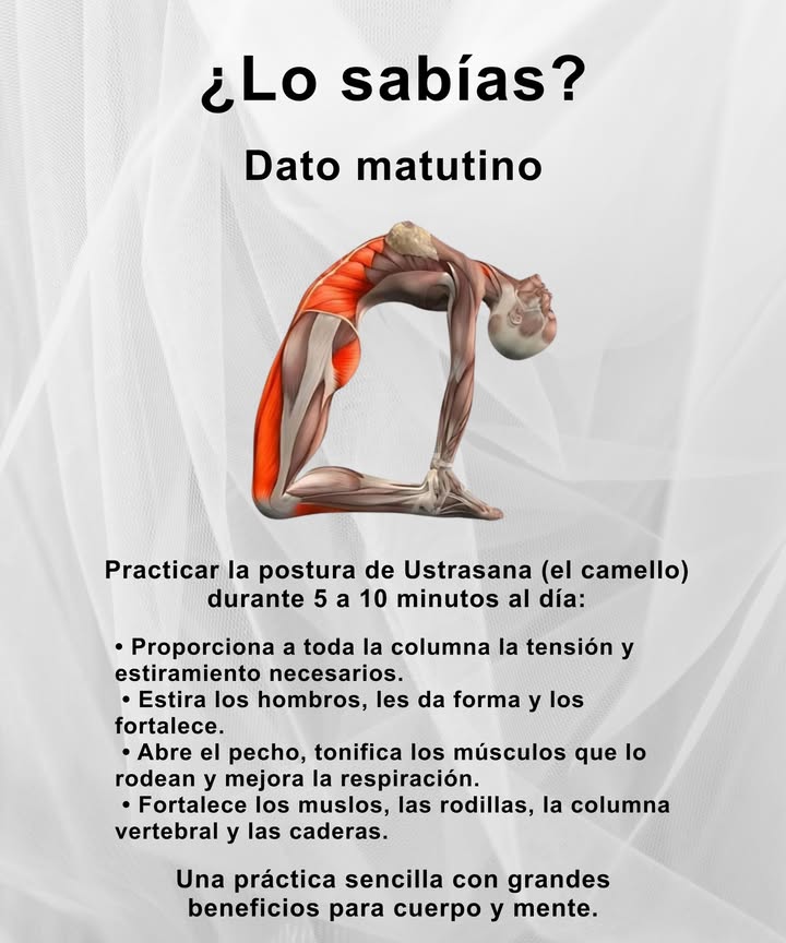 Dato matutino de bienestar

律 Postura del Camello Ustrasana
Practícala de 5 a 10 minutos al día para revitalizar cuerpo y mente.

 Beneficios principales:
 Libera y estira toda la columna vertebral.
 Moldea y fortalece los hombros.
 Abre el pecho y mejora la respiración.
 Tonifica muslos, caderas y rodillas.

 Una práctica sencilla con grandes efectos equilibrantes para cuerpo y mente.