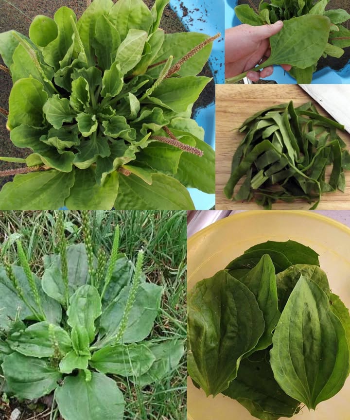 Llantén de hoja ancha Plantago major: una planta común pero poderosa

Es probable que hayas pisado el llantén mayor numerosas veces sin ser consciente de su increíble potencial. Esta planta silvestre, que se encuentra en aceras, jardines y campos alrededor del mundo, es una de las más subestimadas, a pesar de sus múltiples beneficios. Sus hojas amplias han sido utilizadas durante siglos para favorecer la cicatrización, promover la salud intestinal y mucho más.

 30 beneficios del llantén de hoja ancha
 Extrae toxinas de heridas y picaduras
 Alivia picaduras de insectos
 Detiene hemorragias leves
 Acelera la cicatrización
 Calma irritaciones en la piel
 Suaviza el dolor de garganta
 Mejora la digestión
 Reduce la inflamación interna
 Combate infecciones urinarias
 Apoya la desintoxicación hepática
 Purifica la sangre
 Alivia el estreñimiento semillas ricas en fibra
 Cura aftas y úlceras bucales
 Desinflama las encías
 Alivia acidez y úlceras gástricas
 Mejora las hemorroides
 Calma la tos seca
 Ayuda a reducir la fiebre
 Combate hongos
 Refuerza el sistema inmunológico
 Alivia la dermatitis del pañal
 Mejora el tono de la piel
 Reduce la irritación por hiedra venenosa
 Alivia dolores de cabeza
 Fortalece capilares y varices
 Descongestiona los senos nasales
 Promueve la saciedad y la pérdida de peso
 Ayuda a bajar el colesterol
 Favorece la salud renal
 Retrasa el envejecimiento celular

 Formas caseras de usarlo:
 Cataplasmas frescos para heridas y picaduras 
 Ungüento con aceite y cera de abejas 
 Infusión en té con miel o limón 
 Enjuague bucal o gárgaras 
 Inhalación de vapor para sinusitis 
 Extracto en vinagre de manzana 
 Aceite infusionado para masajes 
 Hojas frescas en batidos 
 Cocinado como verdura 
 Polvo para cápsulas o mascarillas faciales 

El llantén mayor es una de las hierbas más generosas de la naturaleza: crece libremente a tus pies y ofrece remedios efectivos y sencillos para tu salud y bienestar diario.

 Aviso: Asegúrate de identificar correctamente la planta y evita recolectarla en áreas contaminadas. Consulta con un profesional de salud antes de usarla si estás embarazada, recibiendo tratamiento médico o padeces alguna enfermedad crónica.

 remedios herbales con llantén  té  ungüento  usos medicinales