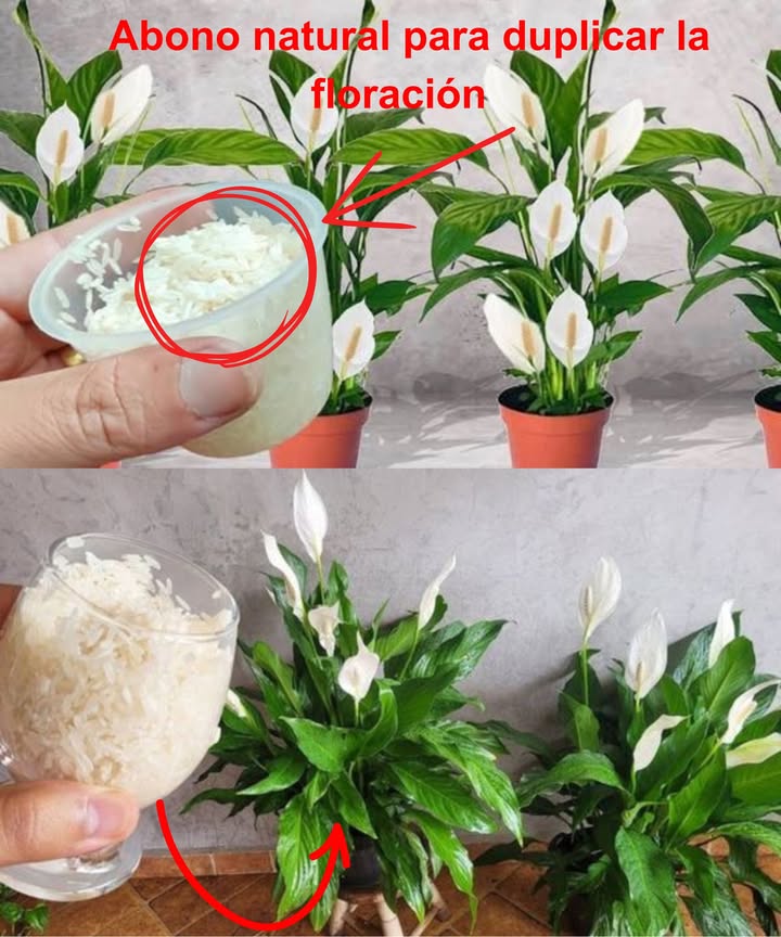 Abono natural para duplicar la floración 

 Sin químicos ni fertilizantes industriales
 Económico, fácil y rápido de preparar
 Ideal para plantas fuertes y llenas de flores

Ingrediente estrella: arroz blanco 
 Rico en almidón, hidratos de carbono y vitaminas del grupo B
 Contiene nitrógeno, fósforo, magnesio y potasio
 Estimula el crecimiento, refuerza las raíces y potencia la floración

Cómo prepararlo:
1 Coloca 100 g de arroz blanco en 1 L de agua
2 Remueve y deja reposar 24 h para liberar los nutrientes
3 Cuela el líquido y guarda el arroz restante
4 Líquido: diluye 1 taza en 10 L de agua y riega tus plantas
5 Sólido: esparce el arroz sobre la tierra como abono

 Aplica cada 2 semanas para mantener tus plantas vigorosas, verdes y llenas de flores espectaculares