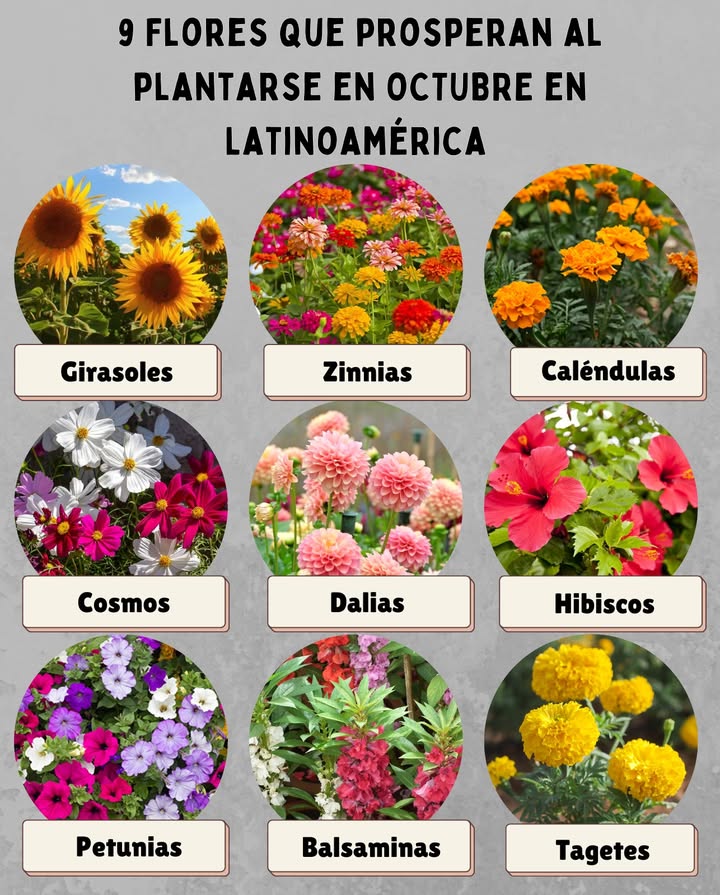 9 Flores que prosperan al plantarse en OCTUBRE en Latinoamérica 

 Girasoles  de rápido crecimiento, ideales para suelos soleados.
 Zinnias  resistentes al calor, florecen en pocas semanas.
 Caléndulas  fáciles de cuidar, decorativas y repelentes de plagas.
 Cosmos  soportan sequía y atraen mariposas y abejas.
 Dalias  perfectas para climas templados, de gran variedad de colores.
 Hibiscos  típicos de zonas tropicales, con flores grandes y vistosas.
 Petunias  florecen sin parar en climas cálidos y en macetas.
 Balsaminas Alegrías  ideales para sombra parcial y suelos húmedos.
 Tagetes Claveles de Indias  resistentes, aromáticos y muy usados en huertos.