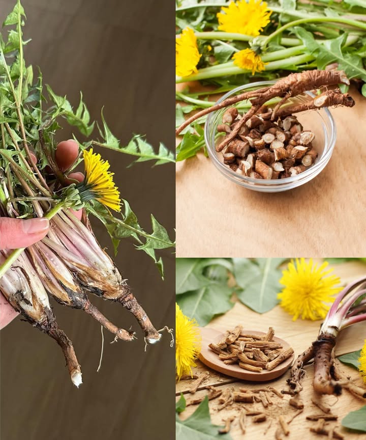 Café de diente de león: 20 beneficios y cómo prepararlo en casa 

El café de raíz de diente de león es una bebida herbal sin cafeína, elaborada con raíces tostadas. Su sabor terroso y ligeramente amargo está lleno de nutrientes que favorecen la salud y la energía natural. 

 20 beneficios del café de raíz de diente de león

1 Desintoxica el hígado  estimula la bilis y ayuda a eliminar toxinas.
2 Favorece la digestión  mejora el apetito y el proceso digestivo.
3 Diurético natural  reduce la retención de líquidos e hinchazón.
4 Equilibra el azúcar en sangre  regula la absorción de carbohidratos.
5 Antioxidante poderoso  protege las células del daño oxidativo.
6 Apoya los riñones  facilita la eliminación de desechos.
7 Energía sin cafeína  mantiene la vitalidad sin causar nerviosismo.
8 Reduce la inflamación  alivia dolencias crónicas.
9 Mejora la piel  favorece un cutis más claro y saludable.
 Ayuda en el control de peso  apoya la digestión y el metabolismo.
11 Alto en prebióticos  la inulina nutre la flora intestinal.
12 Fortalece el sistema inmunitario  gracias a sus propiedades antivirales.
13 Beneficia el corazón  ayuda a reducir colesterol y mejorar la circulación.
14 Fortalece los huesos  contiene calcio y magnesio esenciales.
15 Equilibra hormonas  favorece la eliminación del exceso de estrógeno.
16 Propiedades anticancerígenas  compuestos que inhiben células dañinas.
17 Neutraliza radicales libres  previene envejecimiento prematuro.
18 Laxante suave  promueve un tránsito intestinal regular.
19 Efecto alcalinizante  mantiene el equilibrio del pH corporal.
20 Apoya la vesícula biliar  mejora la digestión de las grasas.

 Cómo preparar café de raíz de diente de león

Ingredientes:
 Raíces frescas o secas de diente de león orgánicas
 Horno o sartén para tostar
 Molinillo de café
 Agua
 Opcional: canela, miel o leche vegetal

Pasos:
1 Lava y corta las raíces en trozos pequeños.
2 Seca al sol o en horno bajo 3545 C hasta que estén quebradizas.
3 Tosta a 175 C por 25 min, removiendo hasta que estén doradas.
4 Muele hasta obtener una textura gruesa.
5 Hierve 1 cda por taza de agua durante 1015 min y cuela.

Sugerencias:
 Disfrútalo solo o con leche vegetal.
 Endulza con miel o canela.
 Mézclalo con raíz de achicoria para un sabor más profundo.

El café de diente de león es más que una bebida sin cafeína: es un tónico natural con siglos de uso tradicional, ideal para quienes buscan bienestar y energía equilibrada.