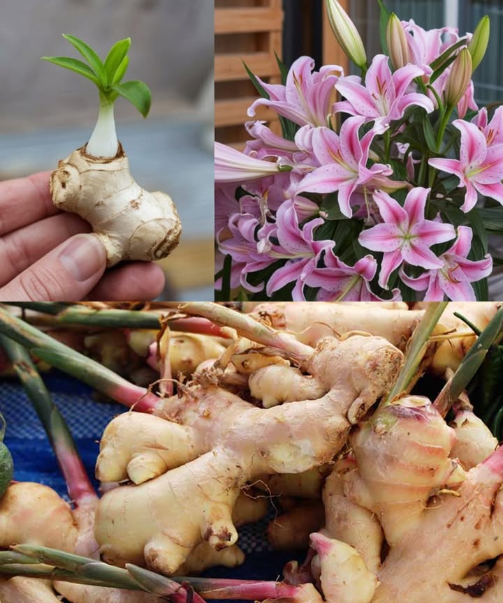 Cómo cultivar jengibre en casa para asegurar un suministro inagotable y hacerlo florecer  

1. Selecciona el Jengibre Adecuado: Opta por un rizoma de jengibre que sea firme y de buen tamaño, con ojos bien desarrollados. Evita aquellos que estén arrugados o mohosos.  
2. Preparar el Rizoma: Remoja el rizoma en agua tibia durante la noche para que se hidrate. Córtalo en secciones, asegurándote de que cada parte tenga uno o dos ojos.  
3. Elegir un Contenedor: Escoge un recipiente ancho y poco profundo con agujeros de drenaje. Llénalo con una mezcla para macetas que permita un buen drenaje y sea rica en materia orgánica.  
4. Plantación y Riego: Entierra las secciones del rizoma justo debajo de la superficie del suelo, con los ojos hacia arriba. Riega bien después de la siembra y mantén el suelo húmedo, pero evita el encharcamiento.  
5. Proporcionar Condiciones Ideales: Mantén una temperatura entre 24-29C y alta humedad. Considera usar una bandeja de humedad para aumentar los niveles de humedad.  
6. Riego y Fertilización: Mantén el suelo constantemente húmedo mediante riegos regulares. Aplica fertilizante líquido equilibrado cada 2-4 semanas durante la temporada de crecimiento.  
7. Fomentar la Floración: Asegúrate de que la planta reciba abundante luz solar, calor y humedad. Evita alteraciones innecesarias a su entorno.  
8. Cosecha y Disfruta: Cosecha los rizomas según lo necesites después de 8-10 meses. Guarda el jengibre sobrante en un lugar fresco y seco para uso futuro.  

Conclusión: Cultivar jengibre en casa es un proceso sencillo y gratificante, que te proporciona un suministro continuo de rizomas frescos y la oportunidad de disfrutar hermosas flores. Sigue estos pasos y disfruta del placer de lo casero durante años.  
#CultivarJengibre #JengibreEnCasa #CosechaSaludable