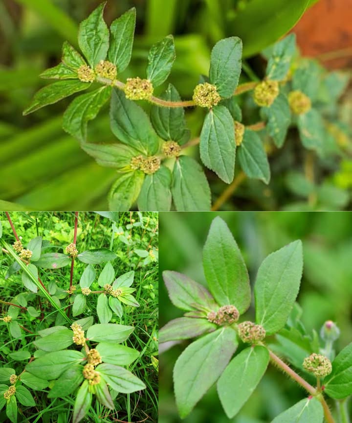Euphorbia Hirta: el remedio natural ancestral con 30 beneficios comprobados para tu bienestar

La Euphorbia Hirta, conocida como hierba del asma o serpentaria, es una joya de la medicina tradicional que crece en zonas tropicales. Detrás de su apariencia sencilla se esconde una poderosa planta curativa, usada durante siglos para fortalecer el cuerpo, equilibrar la mente y restaurar la salud.

 30 beneficios que hacen de la Euphorbia Hirta un tesoro herbal
 Favorece la salud respiratoria y alivia el asma.
 Calma la tos seca y persistente.
 Reduce la inflamación bronquial en la bronquitis.
 Mejora la digestión y alivia la hinchazón.
 Controla la diarrea y combate la disentería.
 Protege el estómago y ayuda a sanar úlceras.
 Disminuye la fiebre de forma natural.
 Refuerza el sistema inmunológico.
 Acelera la cicatrización de heridas.
 Combate infecciones bacterianas y fúngicas de la piel.
 Reduce el acné y calma la piel irritada.
 Alivia el eczema y la picazón.
 Controla la caspa y fortalece el cuero cabelludo.
 Disminuye los calambres menstruales.
 Ayuda a equilibrar las hormonas.
 Estimula la producción de leche materna.
 Alivia infecciones urinarias gracias a su efecto diurético.
 Elimina parásitos intestinales.
 Reduce la ansiedad y calma el sistema nervioso.
 Favorece la salud del corazón y mejora la circulación.
 Ayuda a controlar el azúcar en sangre.
 Alivia el dolor articular y muscular.
 Calma el dolor de muelas.
 Sana úlceras bucales con enjuagues suaves.
 Mejora la salud ocular con lavados diluidos.
 Regenera cortes y hematomas.
 Reduce la hinchazón y la artritis.
 Estimula una buena circulación sanguínea.
 Favorece la desintoxicación natural del organismo.
 Fortalece la vitalidad general del cuerpo.

 Formas seguras de uso
 Infusión: hervir 12 g de hojas secas en una taza de agua. Beber 1 o 2 tazas al día como máximo.
 Uso tópico: triturar hojas frescas y aplicar la pasta sobre heridas o irritaciones cutáneas.
 Compresa: empapar un paño en una decocción tibia y aplicar sobre zonas inflamadas.

 Precauciones esenciales
El poder de esta planta requiere respeto: un uso excesivo o inadecuado puede causar náuseas, vómitos o irritación. No se recomienda durante el embarazo, la lactancia ni en niños pequeños sin la supervisión de un profesional de la salud.

 La Euphorbia Hirta es una aliada natural que combina tradición y ciencia. Cuando se usa con conocimiento y moderación, puede convertirse en un recurso valioso para equilibrar y fortalecer el cuerpo de forma integral.