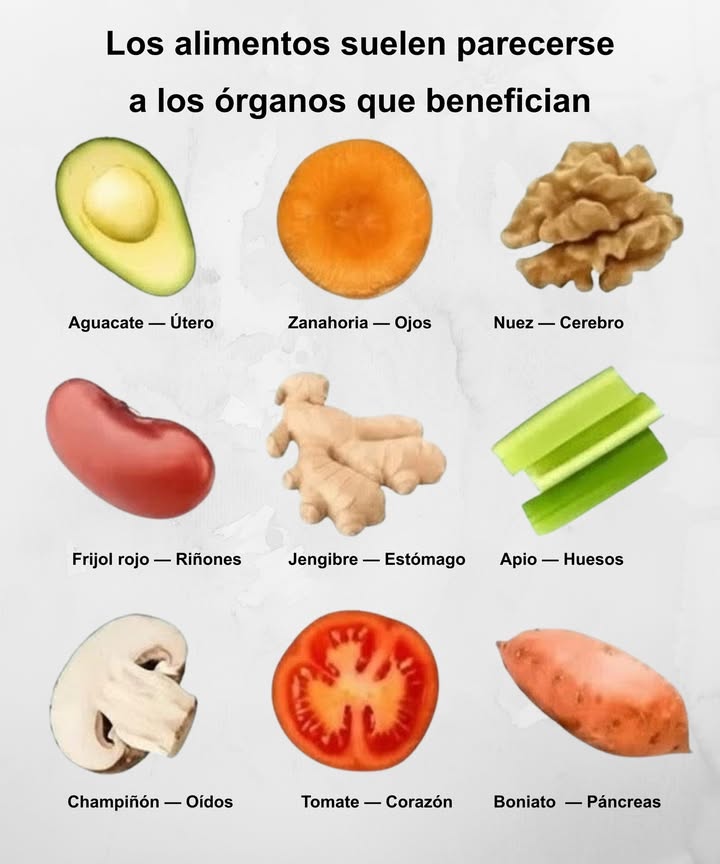 Los alimentos que reflejan a tus órganos

 Cada alimento tiene una forma que recuerda al órgano que ayuda a proteger:

陋 Aguacate  Útero
Fortalece el sistema hormonal y favorece la salud reproductiva.

凌 Zanahoria  Ojos
Rica en betacarotenos que mejoran la visión y cuidan la retina.

 Nuez  Cerebro
Fuente de omega-3 y antioxidantes que nutren la mente.

 Frijol rojo  Riñones
Apoya la función renal y la eliminación de toxinas.

 Jengibre  Estómago
Alivia náuseas, mejora la digestión y reduce la inflamación.

塞 Apio  Huesos
Contiene calcio y silicio, esenciales para la fortaleza ósea.

 Champiñón  Oídos
Favorece el equilibrio del zinc, importante para la audición.

 Tomate  Corazón
Rico en licopeno, que protege el sistema cardiovascular.

 Boniato  Páncreas
Regula el azúcar en sangre y aporta energía estable.

 La naturaleza sabe lo que hace: cada forma tiene un propósito.