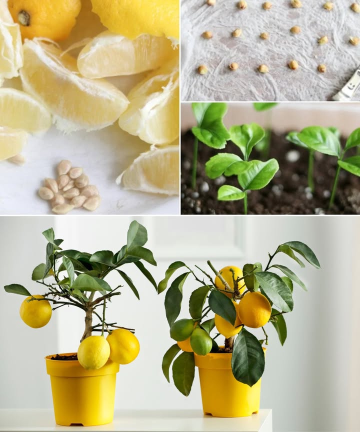 Cultiva un Limón en una Taza: Naturalidad en Tu Hogar 

Plantar una semilla de limón en un vaso es una forma fácil de llenar tu hogar de vida, color y frescura. El limón está repleto de vitaminas B1, B2, B3, B6, C y P, y actúa como un desinfectante natural que elimina bacterias, hongos y neutraliza olores como los de humedad o pescado.

 Pasos sencillos:
 Reúne de 5 a 10 semillas enteras y sumérgelas en agua limpia.
 Espera unos días: las que se hunden son las viables.
炙 Sécalas con papel para eliminar la humedad.
 Llena una taza con tierra negra húmeda sin encharcar.
 Dispón las semillas en círculo sobre la superficie.
 Cubre con una fina capa de tierra vegetal.
 Riega con spray cada mañana y, si puedes, también por la noche.
 En 9-15 días comenzarán a brotar.
華 Trasplanta a macetas individuales cuando se fortalezcan.

En 6-7 meses tendrás un limonero decorativo de hasta 1,5 m.  Purifica, aromatiza y embellece cualquier espacio.