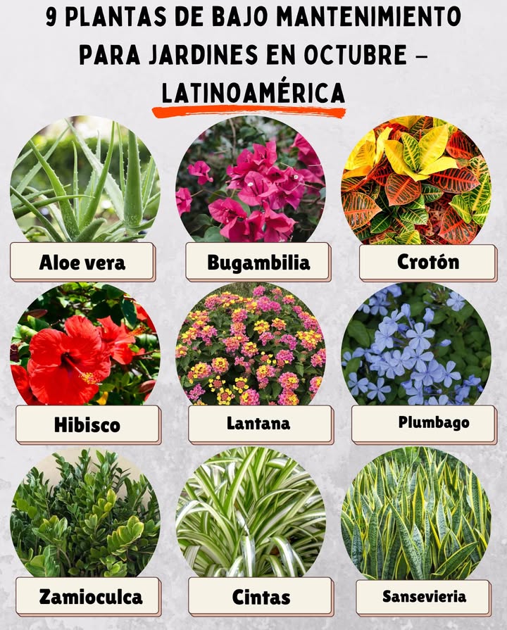 9 Plantas de bajo mantenimiento para jardines en OCTUBRE  Latinoamérica 

 Aloe vera  Suculenta resistente, medicinal y de fácil propagación.
 Bugambilia  Trepadora colorida, aguanta calor y poca agua.
 Crotón  Follaje ornamental con tonos intensos, ideal en climas cálidos.
 Hibisco rosa china  Florece gran parte del año en zonas tropicales.
 Lantana  Rústica, con flores que atraen mariposas y abejas.
 Plumbago  Arbusto de flores celestes, tolera sol fuerte.
 Zamioculca  Planta de interior y exterior semisombra, muy resistente.
 Cintas lazo de amor  Aguanta sequía y se adapta a macetas o suelo.
 Sansevieria lengua de suegra  Prácticamente indestructible, perfecta para cualquier clima.