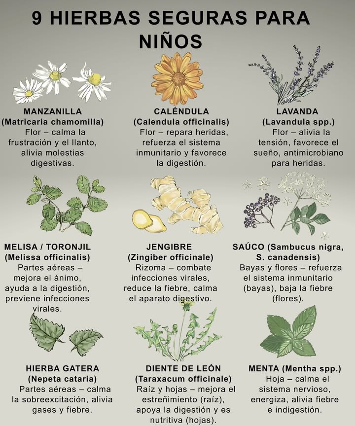 9 Hierbas Seguras para Niños que Todo Padre Debería Conocer
 Estas hierbas son aliadas suaves, ideales para infusiones, jarabes ligeros o cataplasmas. Comience siempre con pequeñas cantidades y consulte una guía de fitoterapia de confianza para su uso infantil.

Manzanilla  Calma la irritabilidad, facilita la digestión y alivia la inquietud.

Caléndula  Cicatrizante suave, refuerza la inmunidad y favorece la digestión.

Lavanda  Relaja el sistema nervioso, promueve un sueño reparador y actúa como antimicrobiano en cortes.

Toronjil Melisa  Mejora el ánimo, alivia malestar estomacal y es un suave antiviral.

Jengibre  Reduce las náuseas, combate resfriados, baja la fiebre y apoya la digestión.

Saúco  Sus bayas fortalecen la inmunidad y las flores ayudan a bajar la fiebre y aliviar resfriados.

Nepeta Hierba gatera  Calma la sobreexcitación, alivia gases y ayuda con fiebres.

Diente de león  La raíz favorece la digestión, la hoja combate el estreñimiento y es muy nutritiva.

Menta  Alivia dolores de estómago, reduce fiebres y calma la tensión nerviosa.