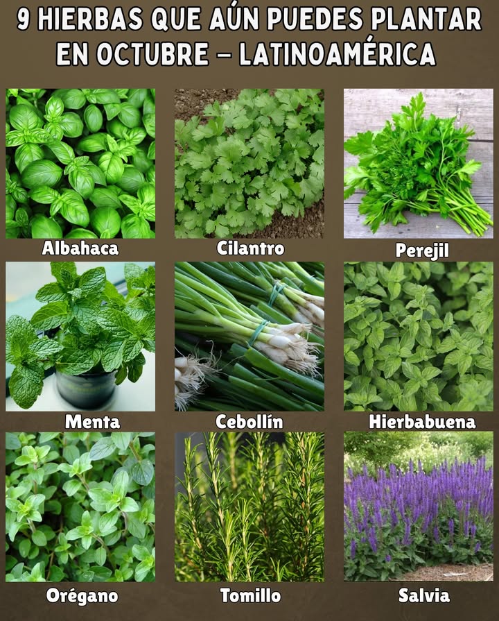 9 Hierbas que aún puedes plantar en OCTUBRE  Latinoamérica 

 Albahaca Ocimum basilicum  ideal para climas cálidos y húmedos, crecimiento rápido.
 Cilantro Coriandrum sativum  germina bien con temperaturas suaves.
 Perejil Petroselinum crispum  adaptable y resistente, perfecto para zonas templadas.
 Menta Mentha spp.  prospera en suelos húmedos y sombra parcial.
 Cebollín/Cebollino Allium schoenoprasum  aromático y fácil de cultivar.
 Hierbabuena Mentha spicata  resistente y de rápido crecimiento en zonas tropicales.
 Orégano Origanum vulgare  aromática rústica que se adapta a calor moderado.
 Tomillo Thymus vulgaris  soporta calor y sequía ligera, ideal para macizos.
 Salvia Salvia officinalis  planta resistente con hojas muy aromáticas.

 Consejo rápido: Riega temprano o al atardecer para mantener frescas las plantas y añade compost orgánico para potenciar su crecimiento.