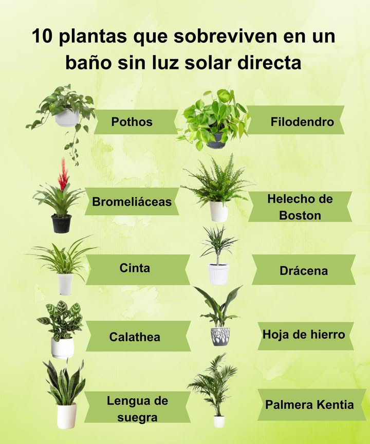 10 plantas que sobreviven en un baño sin luz solar directa 

 Ideales para espacios húmedos y con poca iluminación:
 Pothos   Crece fácilmente y purifica el aire.
 Filodendro   Hojas decorativas y gran resistencia.
 Bromeliáceas   Aportan color y prosperan con la humedad.
 Helecho de Boston   Perfecto para rincones sombreados.
 Cinta Chlorophytum   Muy adaptable y purificante.
 Drácena   Follaje elegante, tolera poca luz.
 Calathea   Hojas vistosas que aman la humedad.
 Hoja de hierro Aspidistra   Extremadamente resistente.
 Lengua de suegra Sansevieria   Ideal para principiantes.
 Palmera Kentia   Aporta frescura tropical al baño.

華 Consejo: Mantén el sustrato húmedo, pero sin encharcar, y ventila el baño regularmente para evitar moho y mantener tus plantas sanas.
