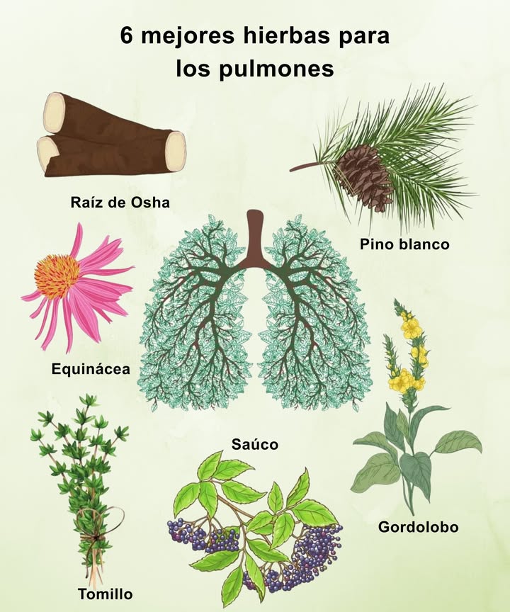 Hierbas que aportan bienestar respiratorio

 Raíz de Osha: tradicionalmente usada para suavizar la garganta y apoyar la respiración.
 Pino blanco: su aroma fresco ayuda a despejar y reconfortar.
 Equinácea: conocida por apoyar las defensas naturales.
 Gordolobo: ideal para calmar y suavizar el sistema respiratorio.
 Saúco: utilizado para aportar alivio y bienestar en épocas frías.
 Tomillo: hierba aromática que favorece una respiración más ligera.

 Una selección natural para acompañar rutinas de bienestar y cuidado diario.