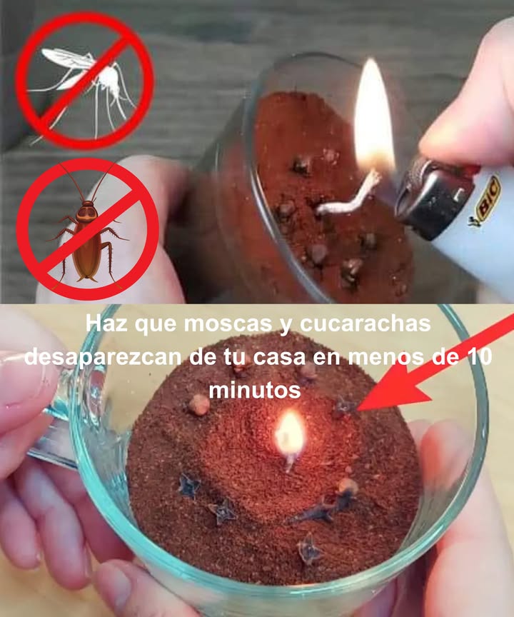 Haz que moscas y cucarachas desaparezcan de tu casa en menos de 10 minutos 練

Un remedio natural y casero que reemplaza los productos tóxicos y costosos.

 Qué necesitas:
 5 cucharadas de café molido
 6 clavos de olor
 1 vela pequeña o mecha

 Preparación:
 Coloca 2 cucharadas de café en un recipiente resistente al calor
 Añade 3 clavos y cubre con 3 cucharadas más de café
 Haz un hueco en el centro e inserta la mecha o media vela
 Coloca 3 clavos alrededor y enciende
 Deja que el humo actúe de inmediato

 Efecto:
 El humo aromático repele moscas y cucarachas al instante
 Aire más fresco y un hogar libre de insectos

 Extra protección:
Mezcla azúcar y bicarbonato a partes iguales y ponlo en rincones ocultos para eliminar cucarachas.
Con menta, laurel, ajo o tierra de diatomeas refuerzas la defensa de manera 100% natural.