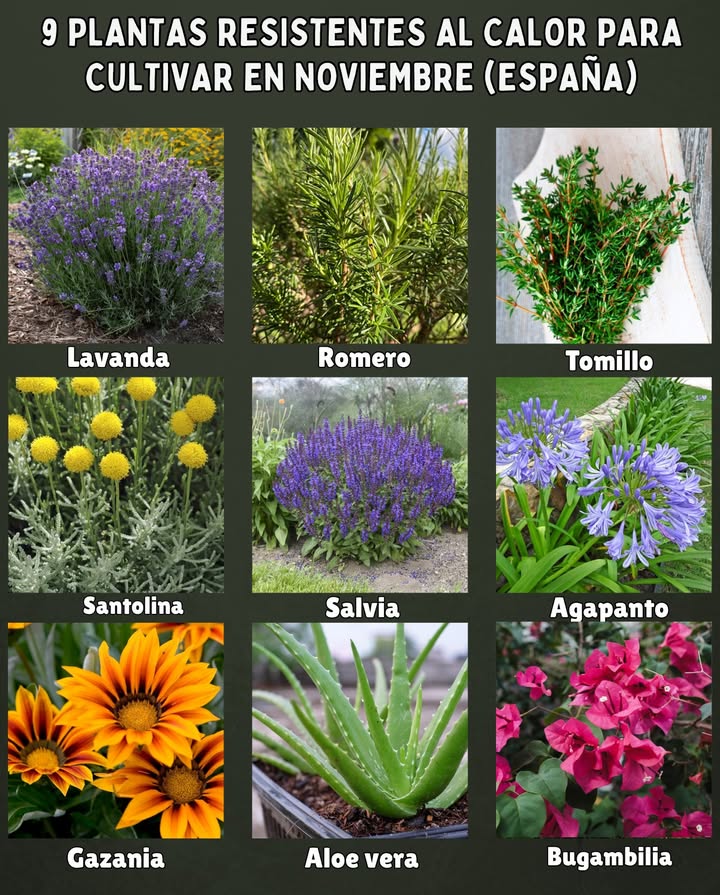 9 Plantas resistentes al calor para cultivar en noviembre España 

 Lavanda  Ama el sol y resiste sequías prolongadas sin perder su aroma.
 Romero  Aromático, fuerte y perfecto para suelos secos y pedregosos.
 Tomillo  Crece incluso en terrenos pobres y requiere poco riego.
 Santolina  Follaje plateado y gran tolerancia al calor y al sol directo.
 Salvia  Florece con abundancia y soporta veranos calurosos sin problema.
 Agapanto  Planta rústica con flores azules que resiste el calor y el viento.
 Gazania  Florece al sol intenso y se adapta a terrenos arenosos.
 Aloe vera  Ideal para climas cálidos y secos; apenas necesita cuidados.
 Bugambilia Bougainvillea  Perfecta para muros y pérgolas soleadas, muy resistente.

 Consejo: Riega de forma profunda pero espaciada, y cubre la base con acolchado para conservar la humedad.