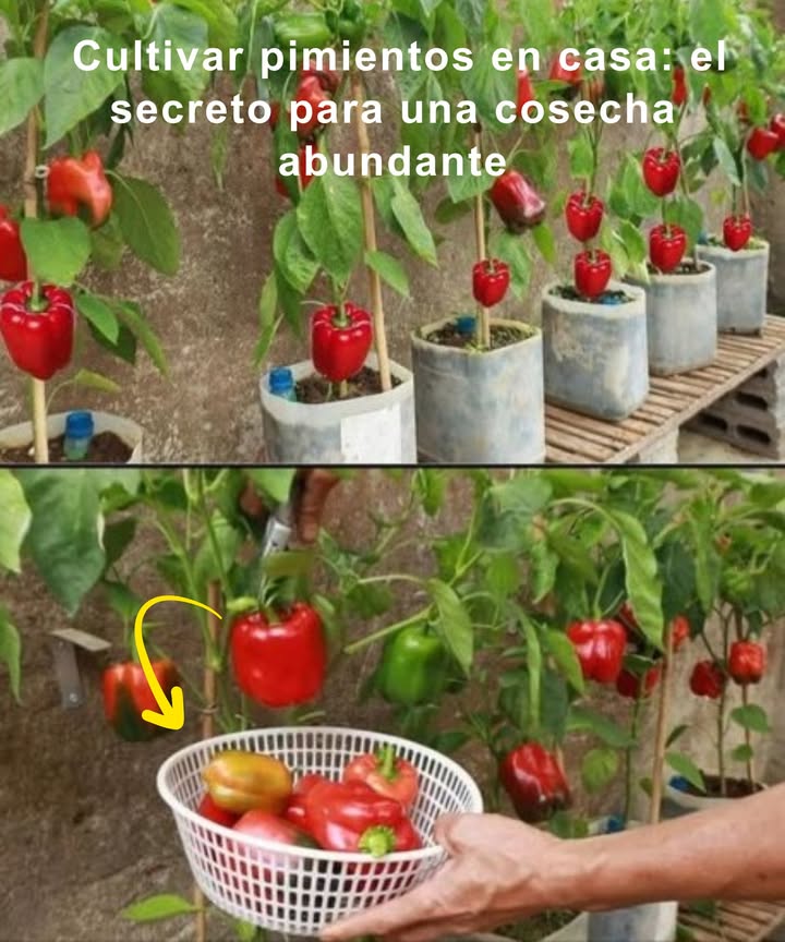 Cultivar pimientos en casa: el secreto para una cosecha abundante

Guía sencilla para tener tus propios pimientos frescos en contenedor

華 1. Contenedor adecuado
 Macetas de mínimo 20 L con buen drenaje
 Espacio suficiente para raíces fuertes

 2. Variedades ideales
 Compactas o enanas: Mini Belle, Patio Belle
 Perfectas para balcones o terrazas

 3. Suelo fértil y aireado
 Tierra rica en materia orgánica y bien drenada
 Añade perlita o arena gruesa para mejorar el drenaje

 4. Plantación fácil
 Usa plántulas si eres principiante
 Trasplanta cuando tengan dos hojas verdaderas

 5. Luz solar esencial
 6 a 8 horas de sol directo al día
 Luces de cultivo en interior si falta sol

 6. Riego inteligente
 Mantén la tierra húmeda pero nunca encharcada
 Riega profundo cuando la superficie se seque
 Evita mojar las hojas

 7. Fertilizantes caseros
 Té de compost o cáscaras de huevo molidas
 Aporte natural y equilibrado de nutrientes

 8. Control ecológico de plagas
 Revisa hojas y tallos con frecuencia
 Aplica aceite de neem en caso de infestación

 9. Cosecha en el punto justo
 Corta con tijeras cuando alcancen su color definitivo
 Deja un pequeño trozo de tallo para prolongar frescura

 10. Resultado gratificante
 Pimientos sabrosos, saludables y cultivados por ti
 Ahorro, frescura y satisfacción en cada bocado