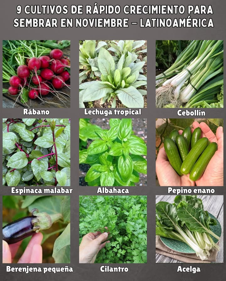 9 Cultivos de rápido crecimiento para sembrar en NOVIEMBRE  Latinoamérica 

 Rábano  germina en pocos días y se cosecha en menos de un mes, incluso con calor.
 Lechuga tropical  crece rápido en climas cálidos y se puede cortar varias veces.
 Cebollín  brota con facilidad y produce hojas tiernas para cosecha continua.
 Espinaca malabar espinaca tropical  resistente al calor, crece rápido y trepa fácilmente.
 Albahaca  aromática, de rápido crecimiento y perfecta para balcones soleados.
 Pepino enano  se adapta bien a macetas y da frutos en pocas semanas.
 Berenjena pequeña  crece rápido y prospera en zonas cálidas y soleadas.
 Cilantro  germina velozmente y se puede cortar varias veces antes de florecer.
 Acelga  resistente y de rápido desarrollo, perfecta para cosechar hojas jóvenes.

 Ideales para huertos urbanos, terrazas o patios soleados.
凌 Poco tiempo, gran cosecha y frescura durante todo el año.