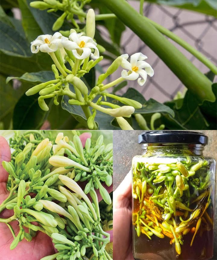 El poder oculto de las flores macho de papaya 

Las flores macho de papaya, pequeñas y estrelladas, son una joya olvidada de la naturaleza. Aunque no producen fruto, concentran una gran cantidad de enzimas, antioxidantes y compuestos curativos que fortalecen el cuerpo desde dentro.

 Beneficios principales
 Desintoxican el hígado y estimulan la producción de bilis.
 Regulan el azúcar en sangre y mejoran la sensibilidad a la insulina.
 Favorecen la digestión gracias a sus enzimas naturales.
 Alivian cólicos menstruales y equilibran las hormonas.
 Protegen el corazón y mejoran la circulación.
 Refuerzan el sistema inmunitario y reducen la inflamación.
 Favorecen el control del peso y reducen los antojos de azúcar.
 Mejoran la piel, dándole un brillo limpio y saludable.

 Formas de uso
1. Té de flores de papaya
Hierve un puñado de flores en 2 tazas de agua durante 1015 minutos. Cuela, endulza con miel y bebe una taza al día en ayunas o antes de las comidas.
2. Flores salteadas
Hierve las flores 5 minutos con sal, escúrrelas y saltea con ajo, cebolla y chile. Sirve como guarnición ligera que ayuda a la digestión.
3. Polvo seco
Seca las flores al sol y muélelas. Añade  cucharadita a un té, agua tibia o batido para una limpieza diaria.
4. Aceite de flores de papaya
Infusiona las flores en aceite de coco o de oliva durante unos días. Usa este aceite para masajes, piel inflamada o acné.
5. Decocción depurativa
Hierve 1 taza de flores frescas en 3 tazas de agua hasta reducir a la mitad. Bebe  taza al día durante tres días al mes para limpiar el hígado.

 Precauciones
 No consumir en exceso: su sabor amargo puede causar malestar.
 Evitar durante el embarazo o la lactancia.
 Usar solo flores limpias y sin pesticidas.
 Consultar con un profesional si se padecen enfermedades hepáticas o metabólicas.

Las flores macho de papaya son un recordatorio del poder oculto de la naturaleza: limpian, equilibran y restauran el cuerpo de forma suave y profunda.