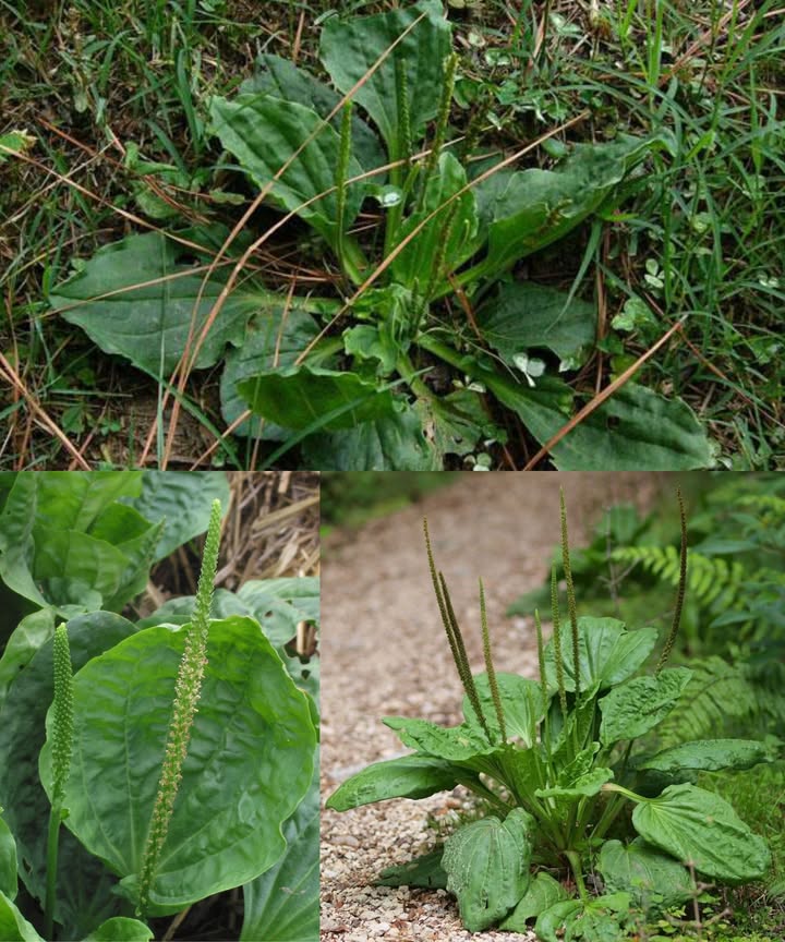Plátano de hoja ancha: el remedio natural que la naturaleza guardó para ti

El llantén mayor Plantago major, conocido por sus hojas amplias y su poder curativo ancestral, es una joya de la herbolaria tradicional. Esta hierba ha sido durante siglos un aliado para calmar, limpiar y sanar el cuerpo de forma natural.

 El tesoro terapéutico de la naturaleza
Repleto de flavonoides, mucílagos, taninos e iridoides, el llantén mayor fortalece el cuerpo desde adentro y sana desde afuera.

 Sus beneficios más destacados:
 Calma la tos y despeja las vías respiratorias.
 Fortalece y protege las mucosas digestivas y respiratorias.
 Alivia calambres, espasmos y congestión.
 Cicatriza heridas y detiene el sangrado.
 Mejora la digestión y reduce inflamaciones intestinales.
 Purifica y tonifica la piel, ayudando contra el acné y eczema.
 Combate infecciones bacterianas y virales.
 Alivia dolores menstruales, de muelas y oído.
 Cuida la vista y calma la conjuntivitis.
 Regula el colesterol y protege el corazón.
 Refuerza el sistema inmunológico y equilibra el azúcar en sangre.

 Cómo aprovecharlo:
 Infusión: 1 taza, 3 veces al día, para descongestionar y aliviar garganta.
 Tintura: 1 cucharadita, 3 veces al día, para fortalecer el sistema digestivo y respiratorio.
 Cataplasma: hojas machacadas sobre heridas o picaduras.
 Jarabe: mezcla de infusión con azúcar para calmar tos e irritación.

El llantén de hoja ancha es una farmacia verde al alcance de tus manos. 
Una planta humilde, poderosa y generosa que resume la sabiduría curativa de la naturaleza.